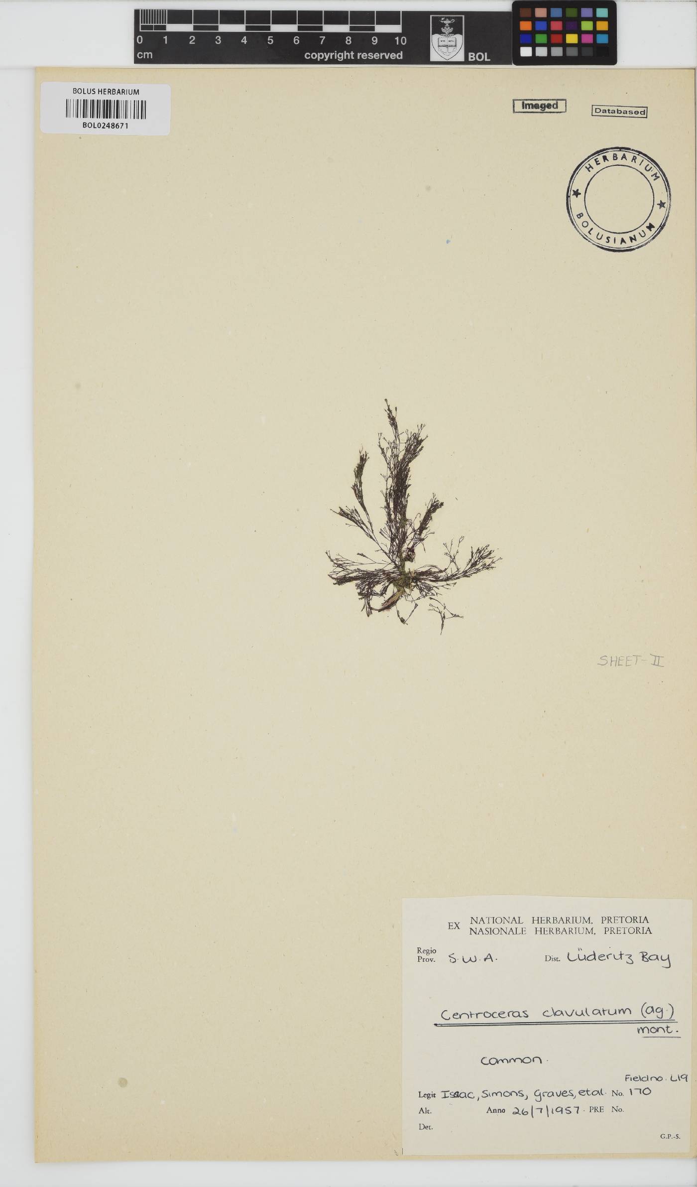 Centroceras clavulatum image
