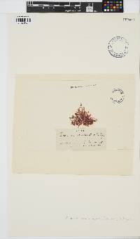 Ceramium shuttleworthianum image