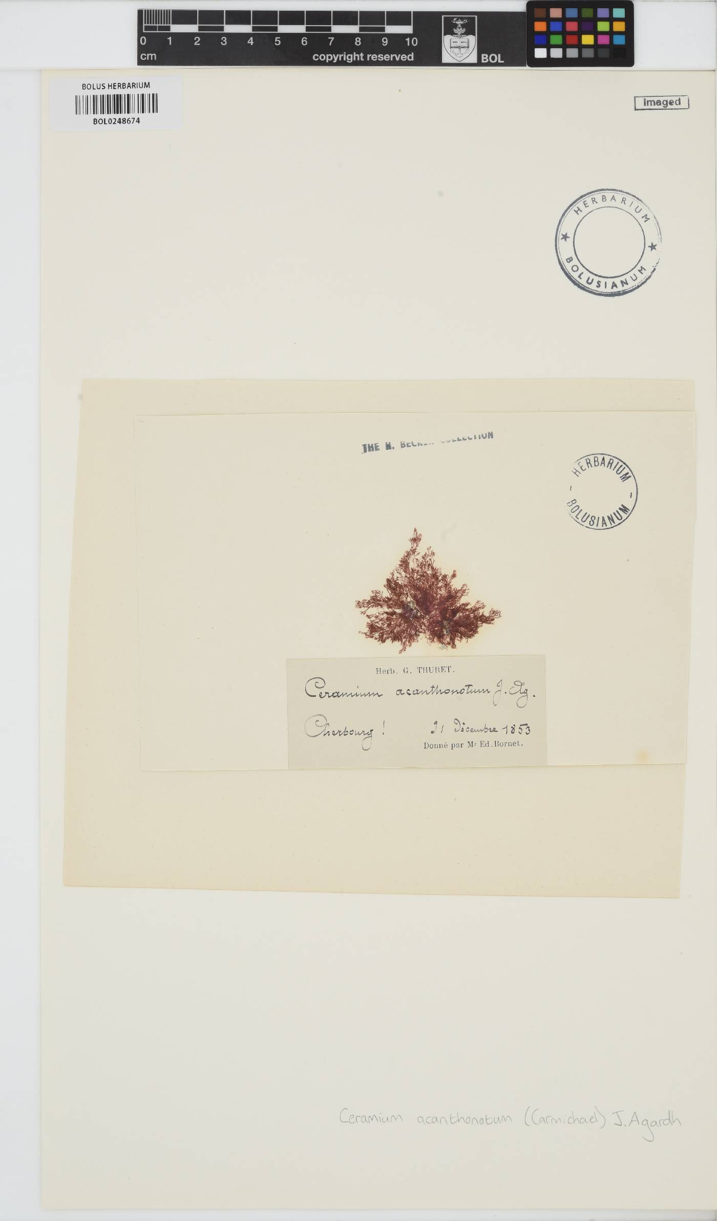Ceramium shuttleworthianum image