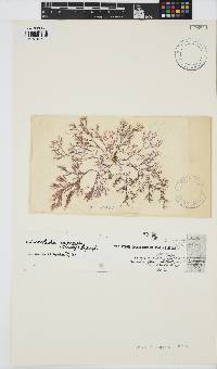 Ceramium capense image