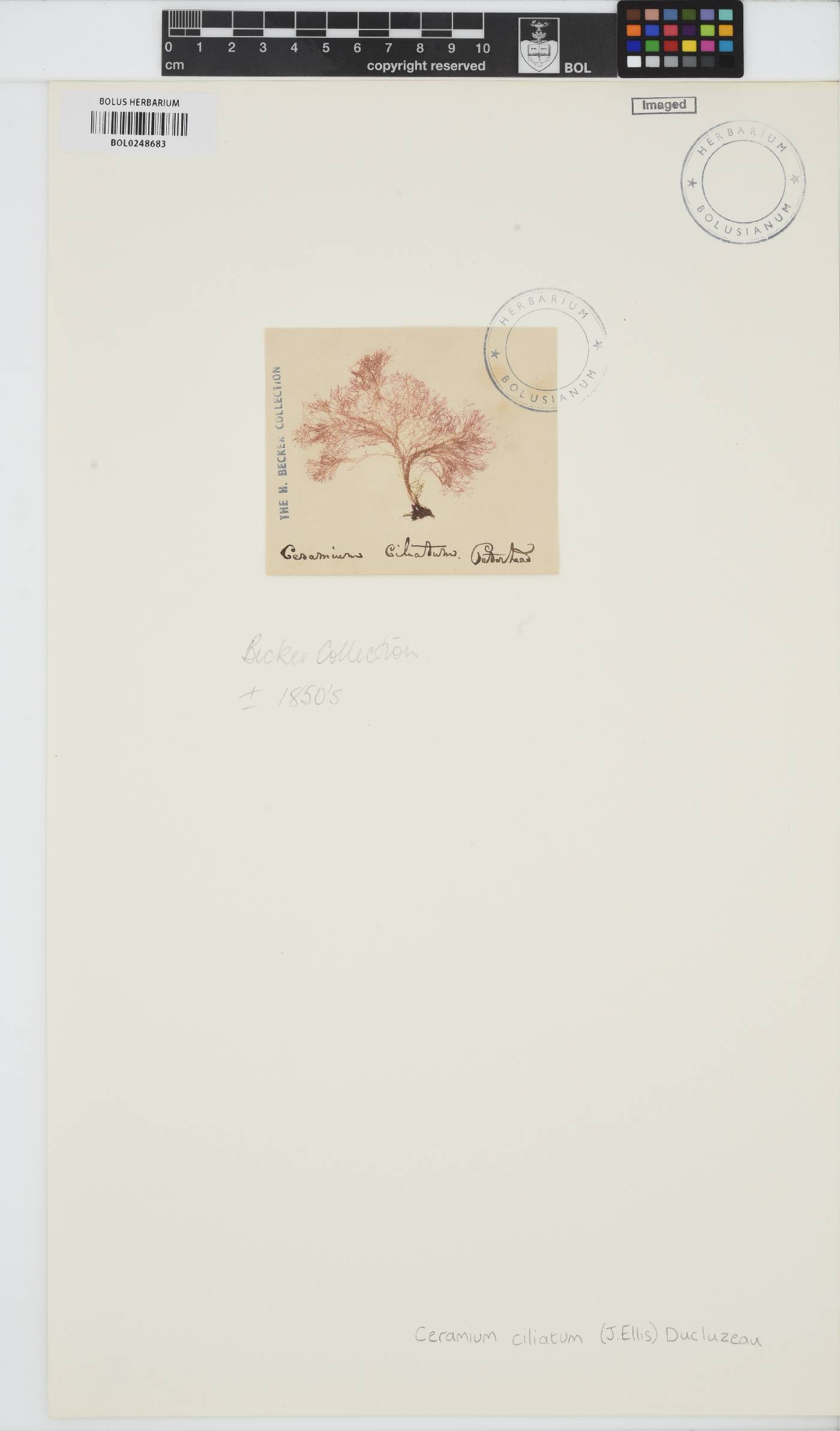 Ceramium ciliatum image