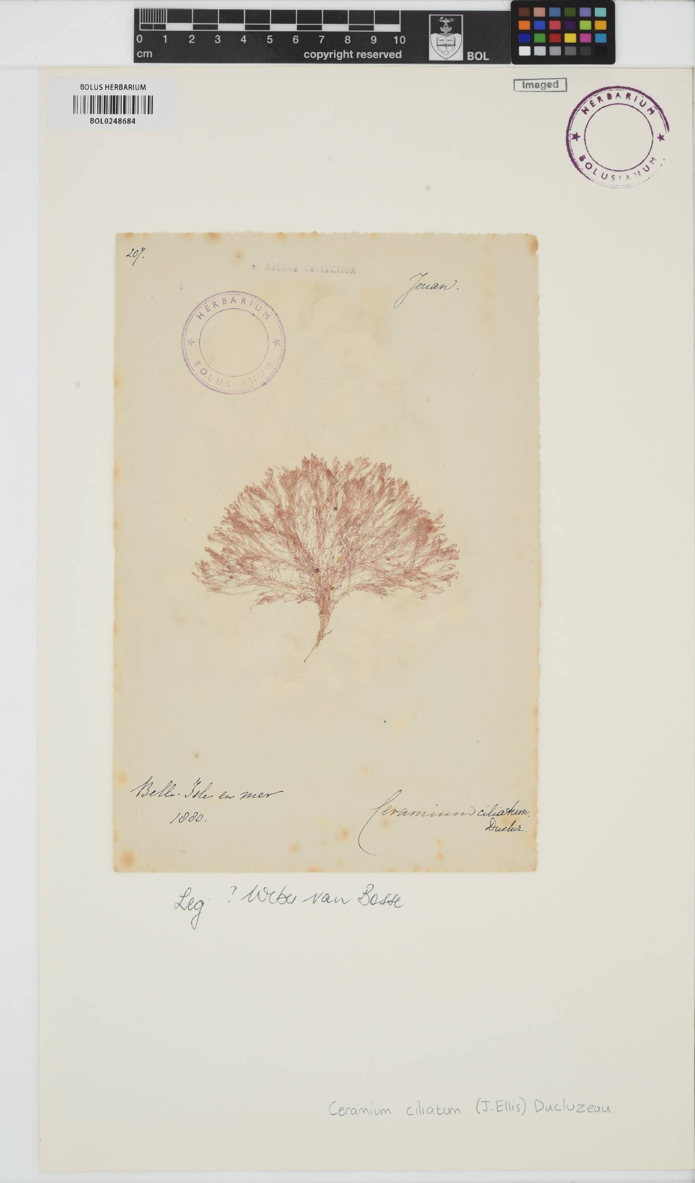 Ceramium ciliatum image