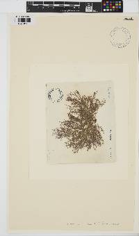 Ceramium ciliatum image