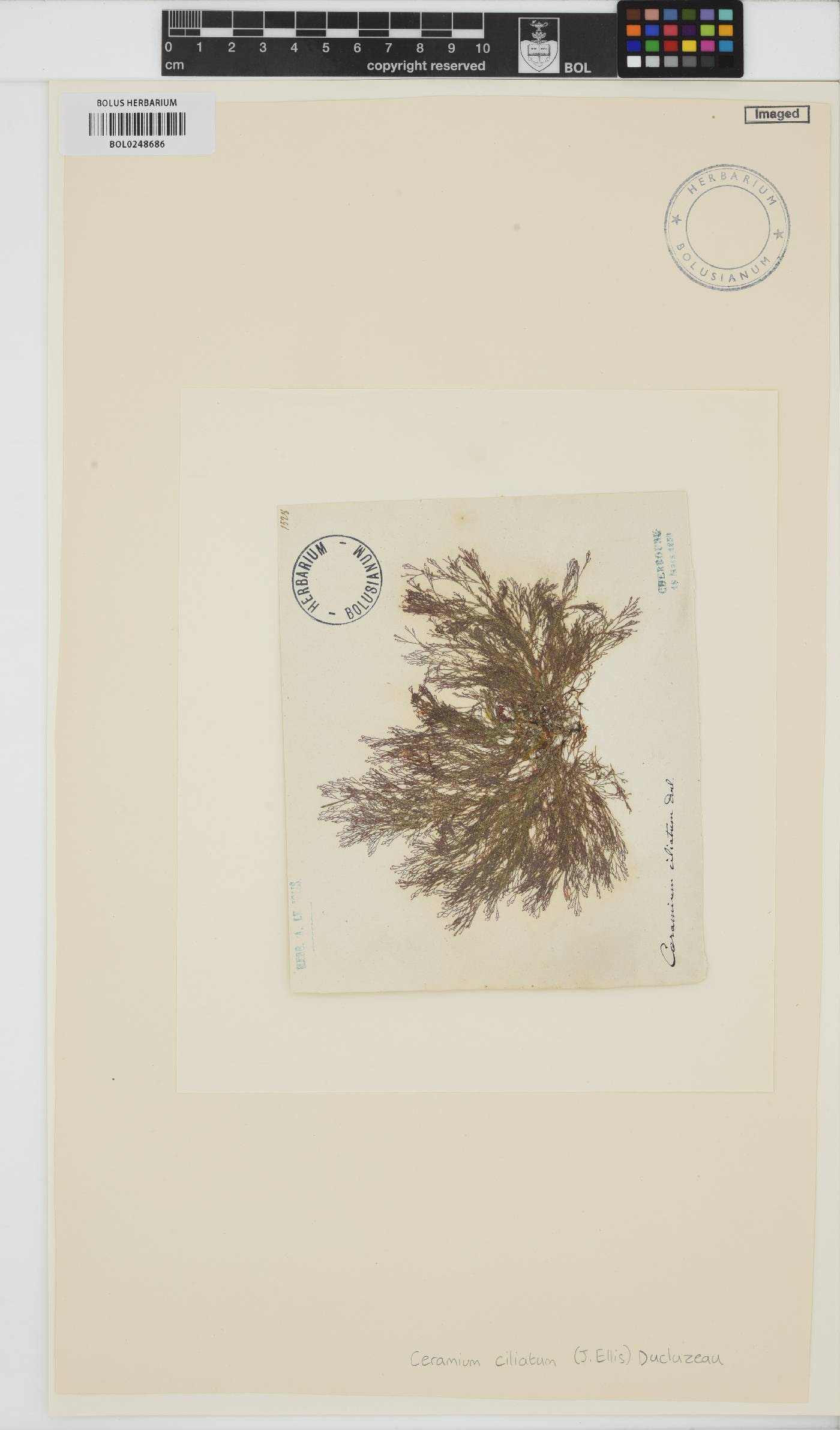 Ceramium ciliatum image
