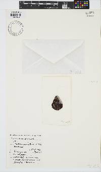 Gayliella dawsonii image