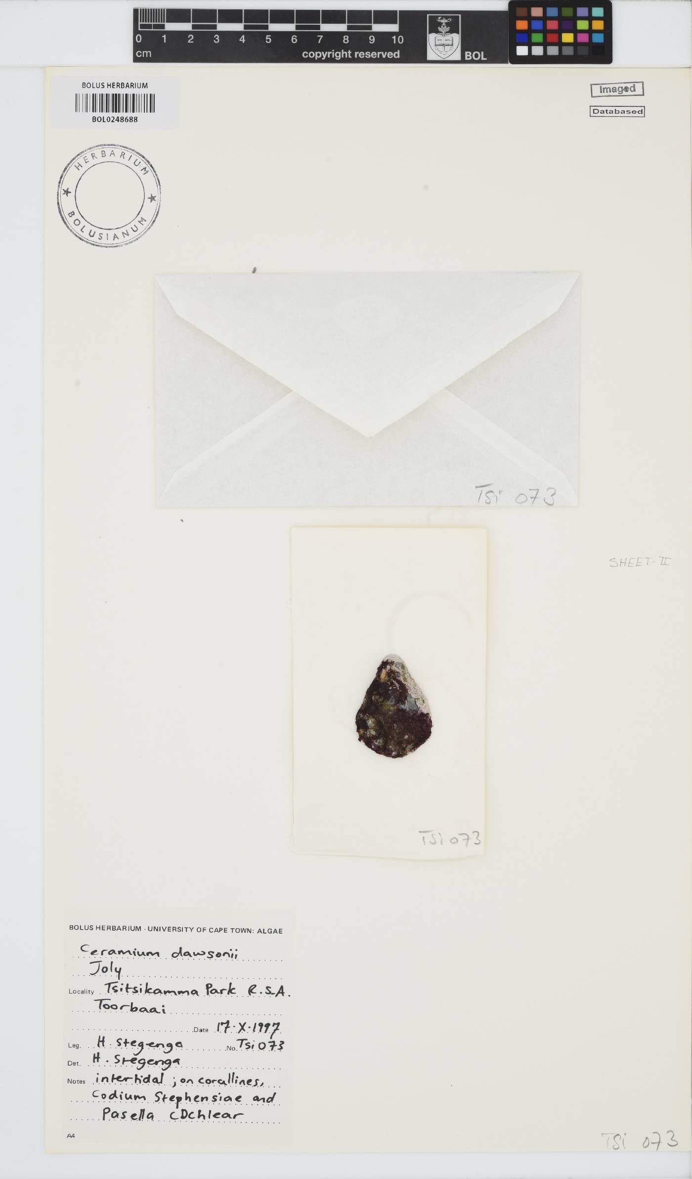 Gayliella dawsonii image