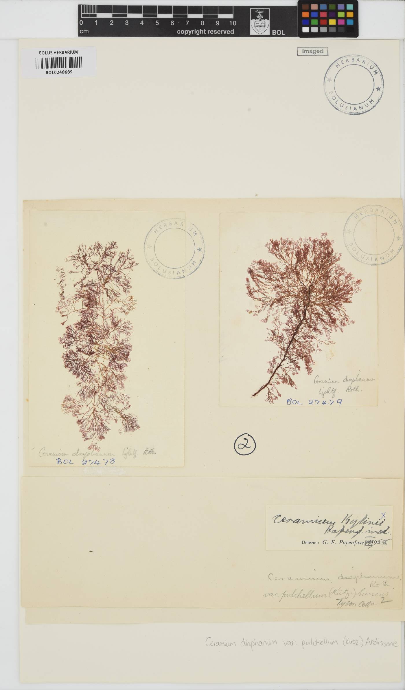 Ceramium diaphanum var. pulchellum image