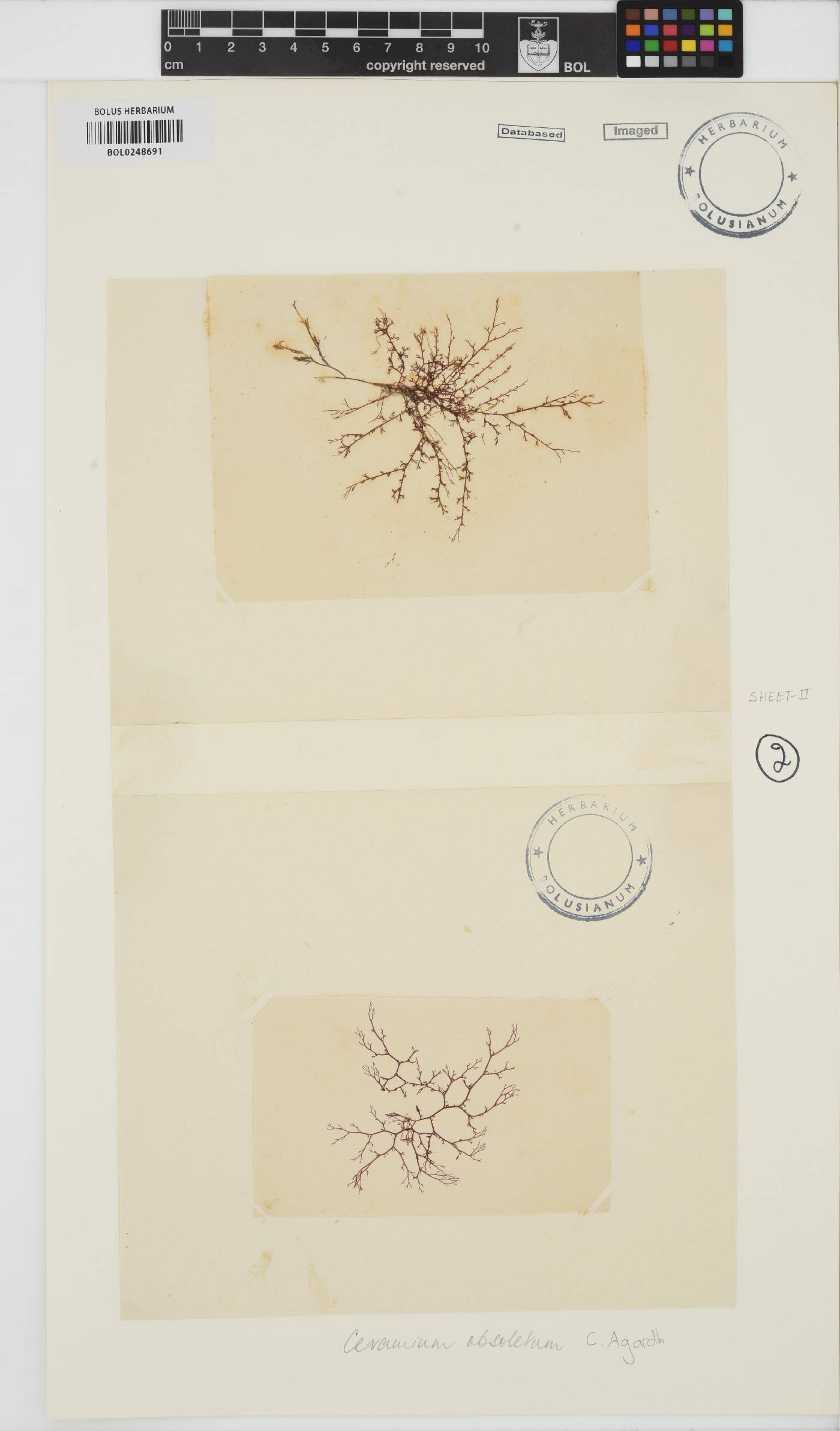 Carpoblepharis image