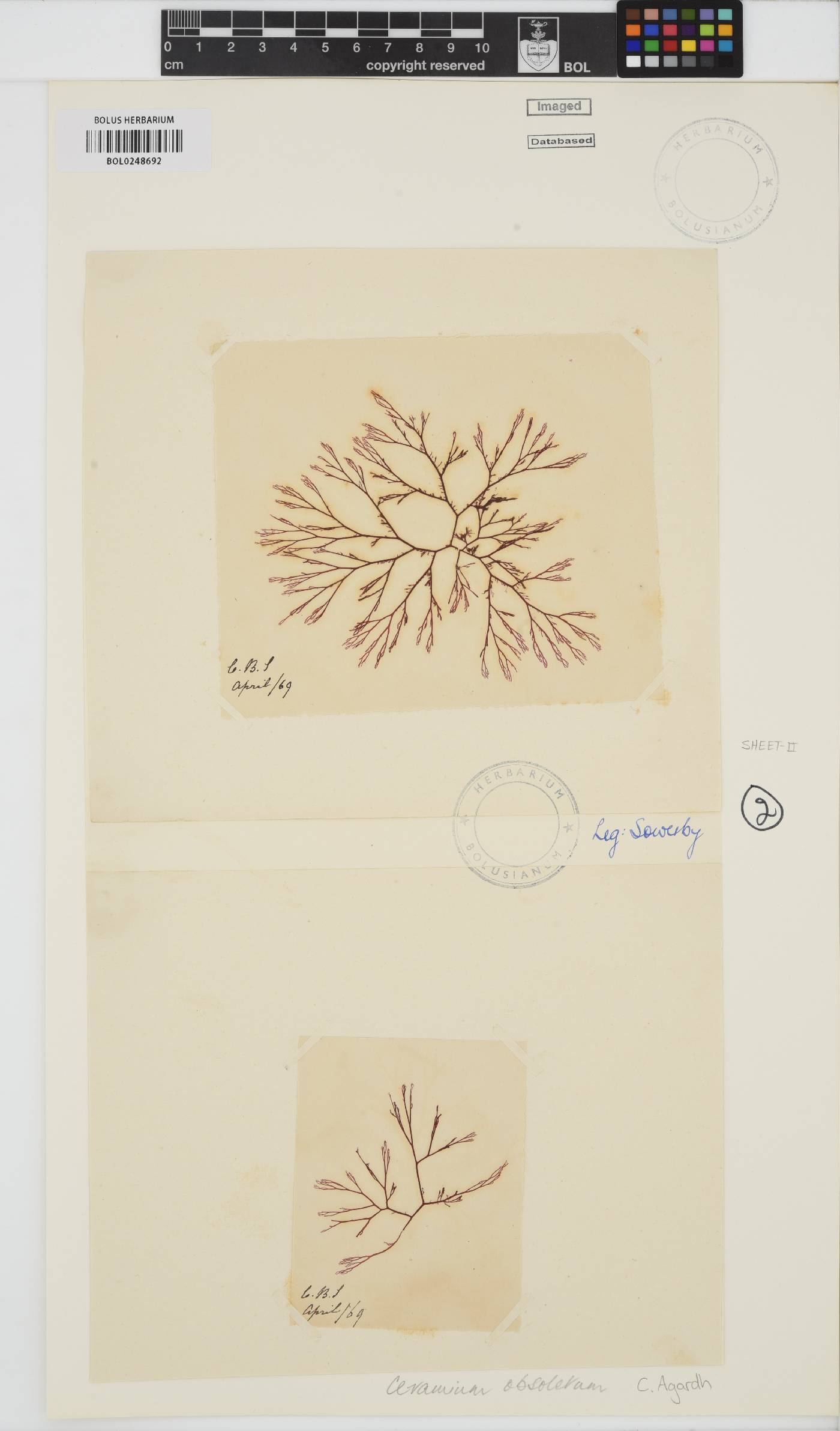 Carpoblepharis obsoleta image