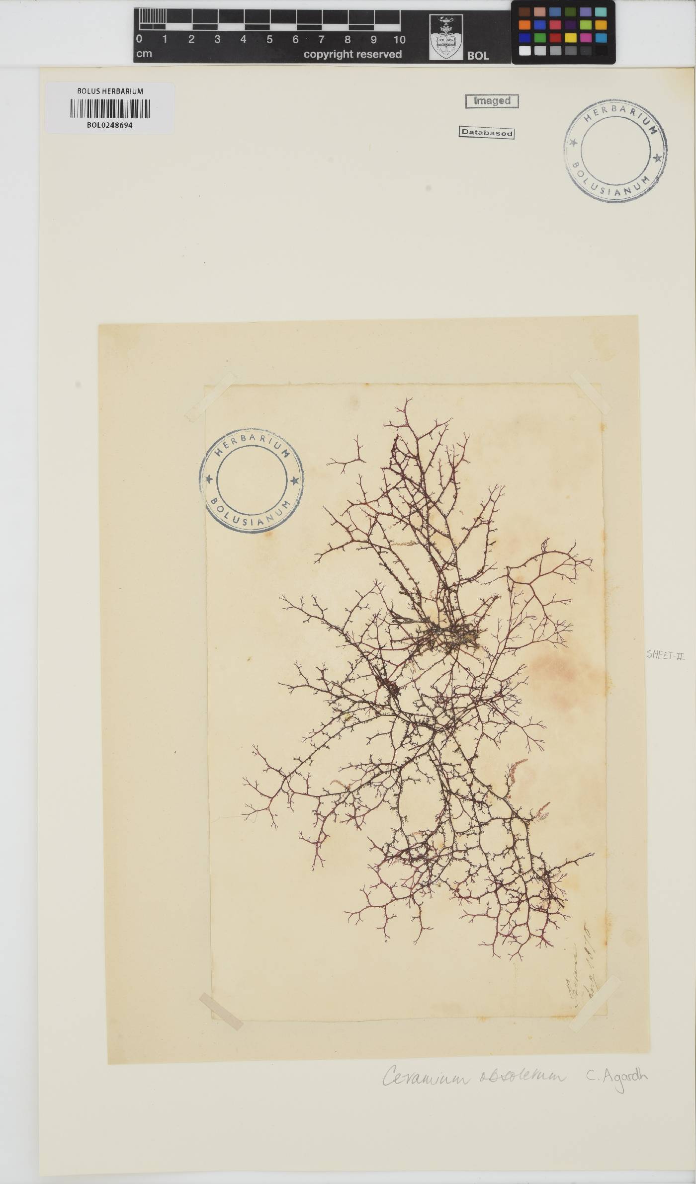 Carpoblepharis obsoleta image