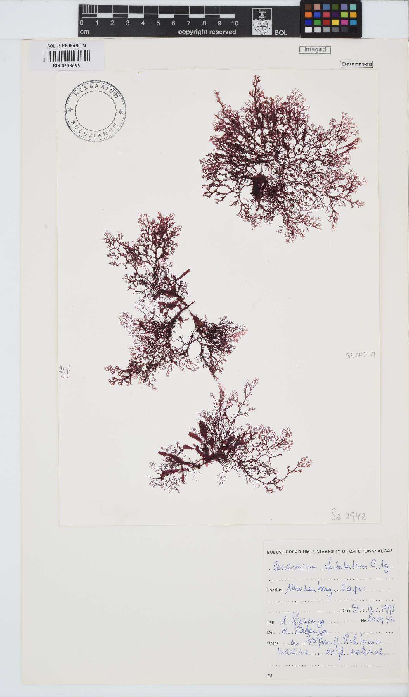 Carpoblepharis obsoleta image