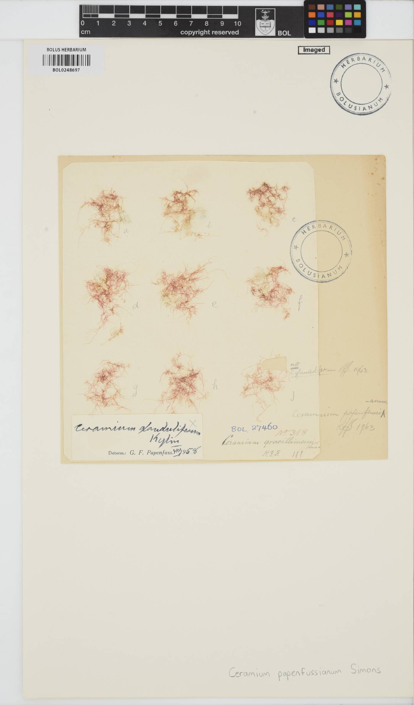 Ceramium papenfussianum image