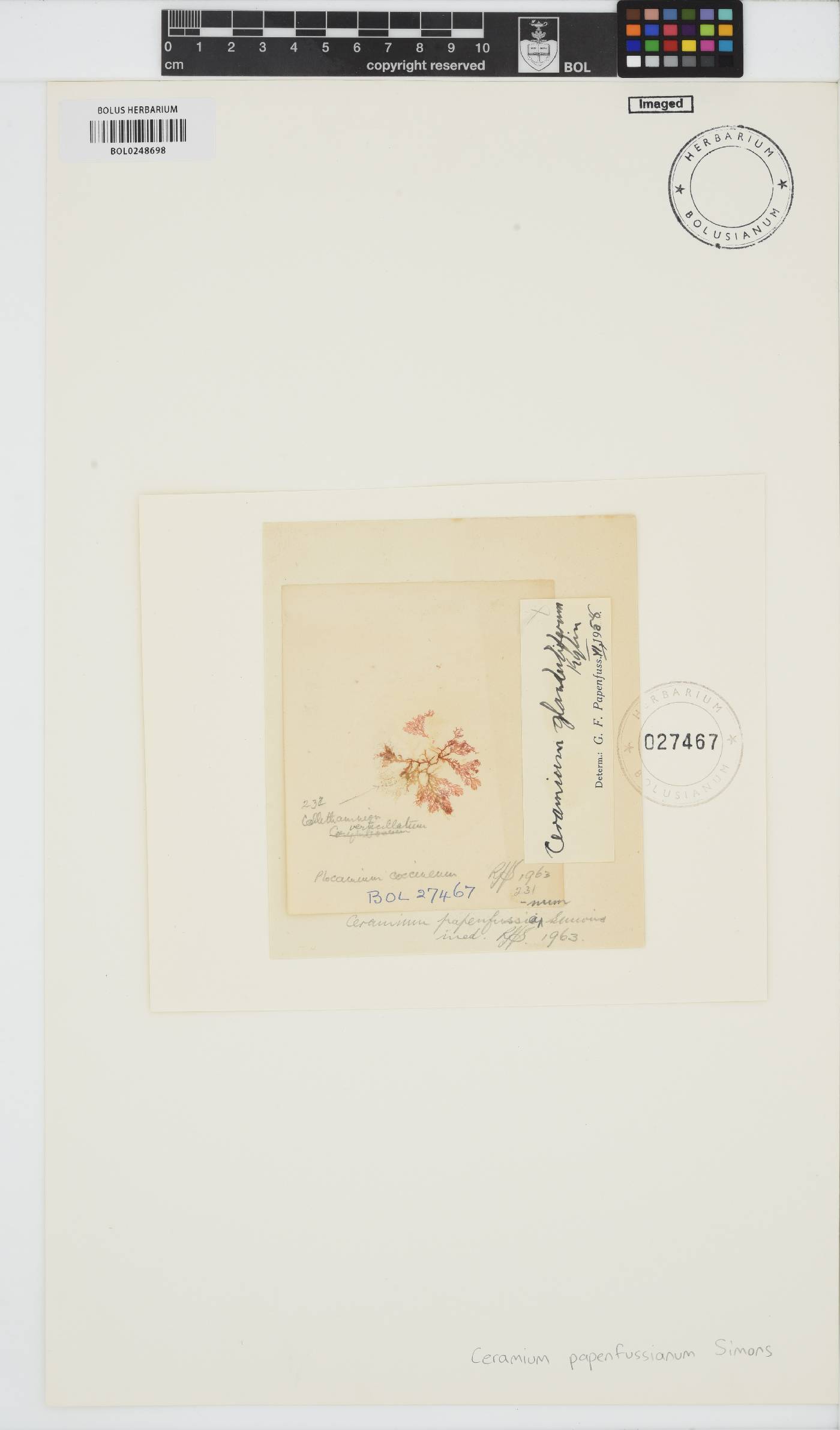 Ceramium papenfussianum image