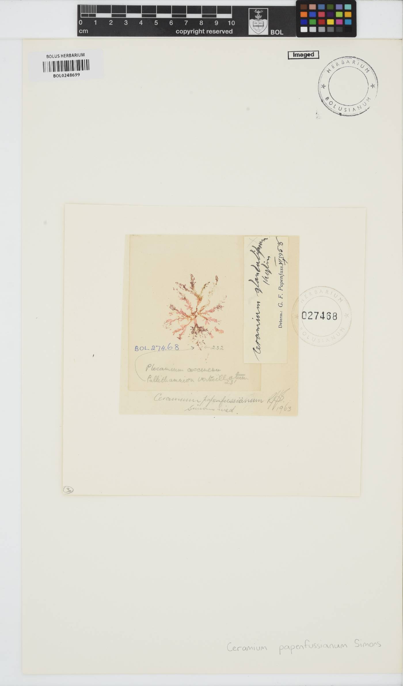 Ceramium papenfussianum image