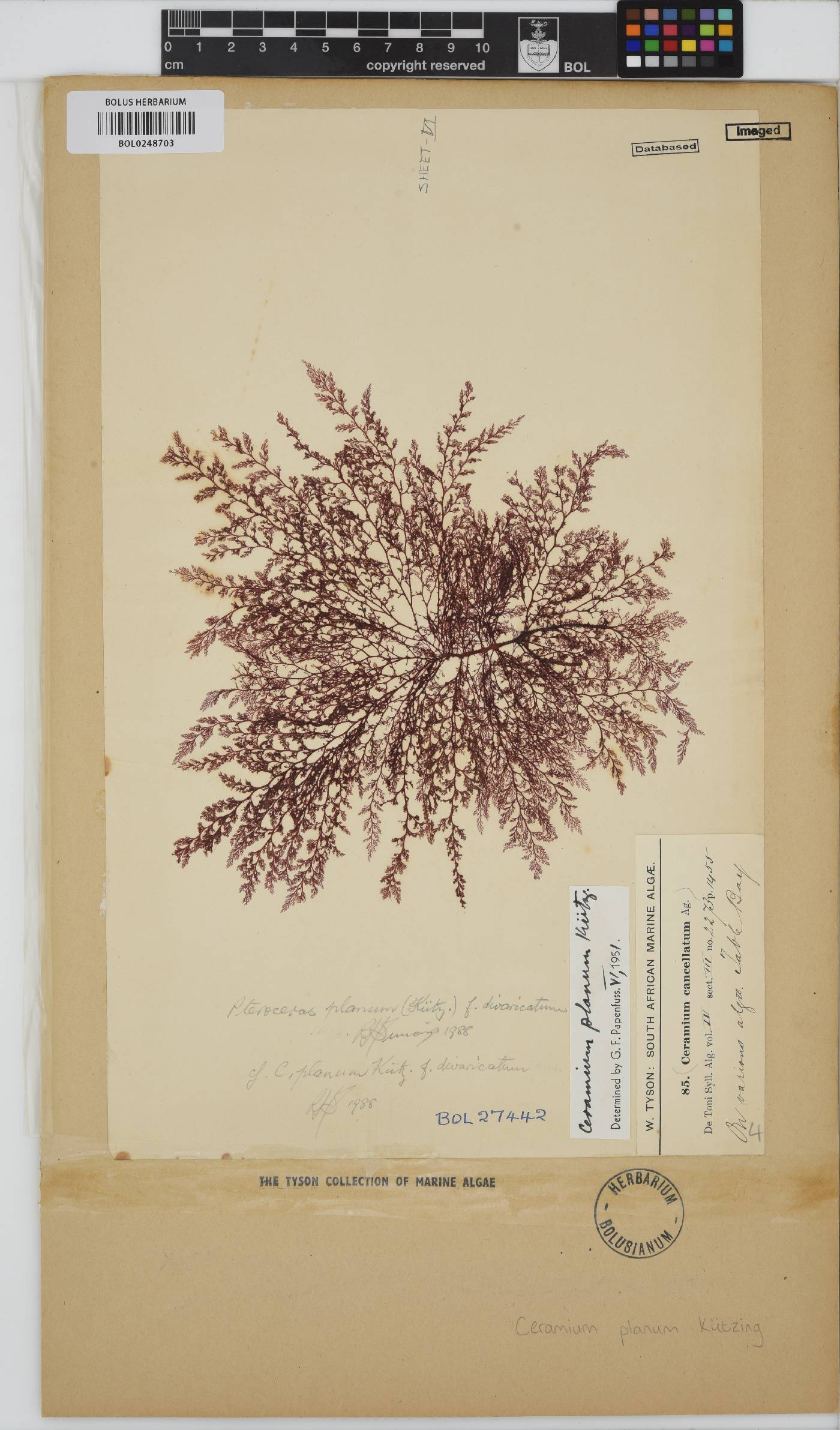 Pseudoceramium planum image