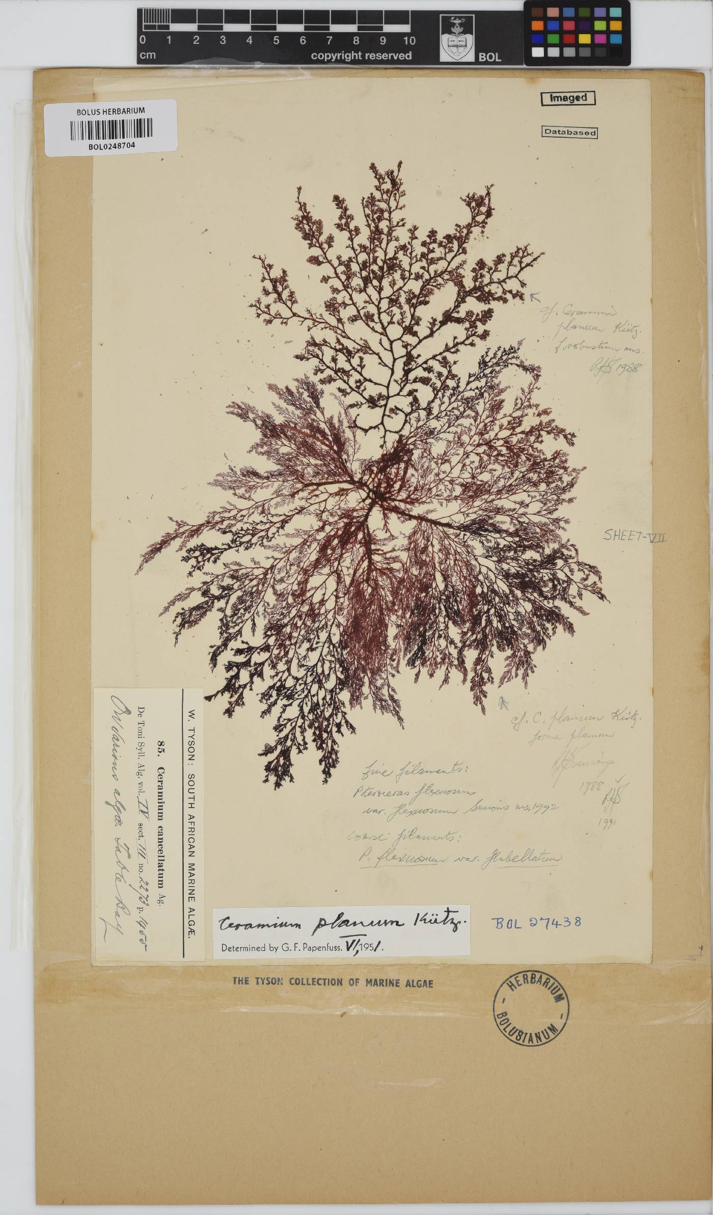 Pseudoceramium planum image