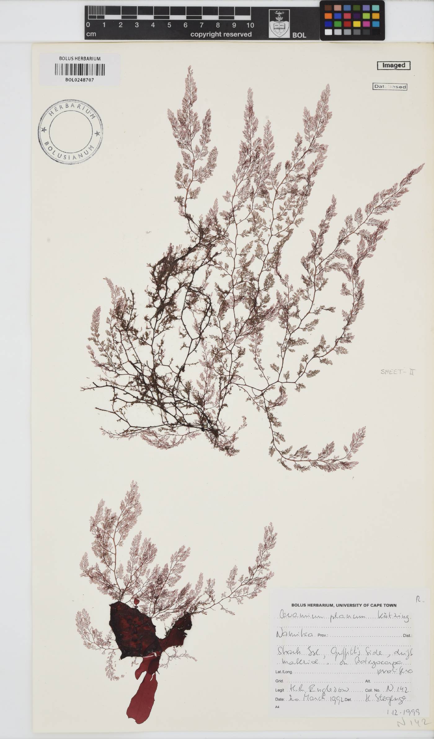 Pseudoceramium planum image