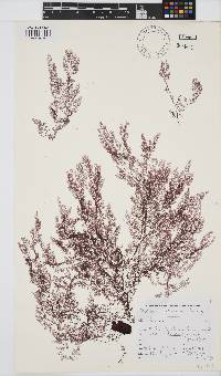 Pseudoceramium planum image