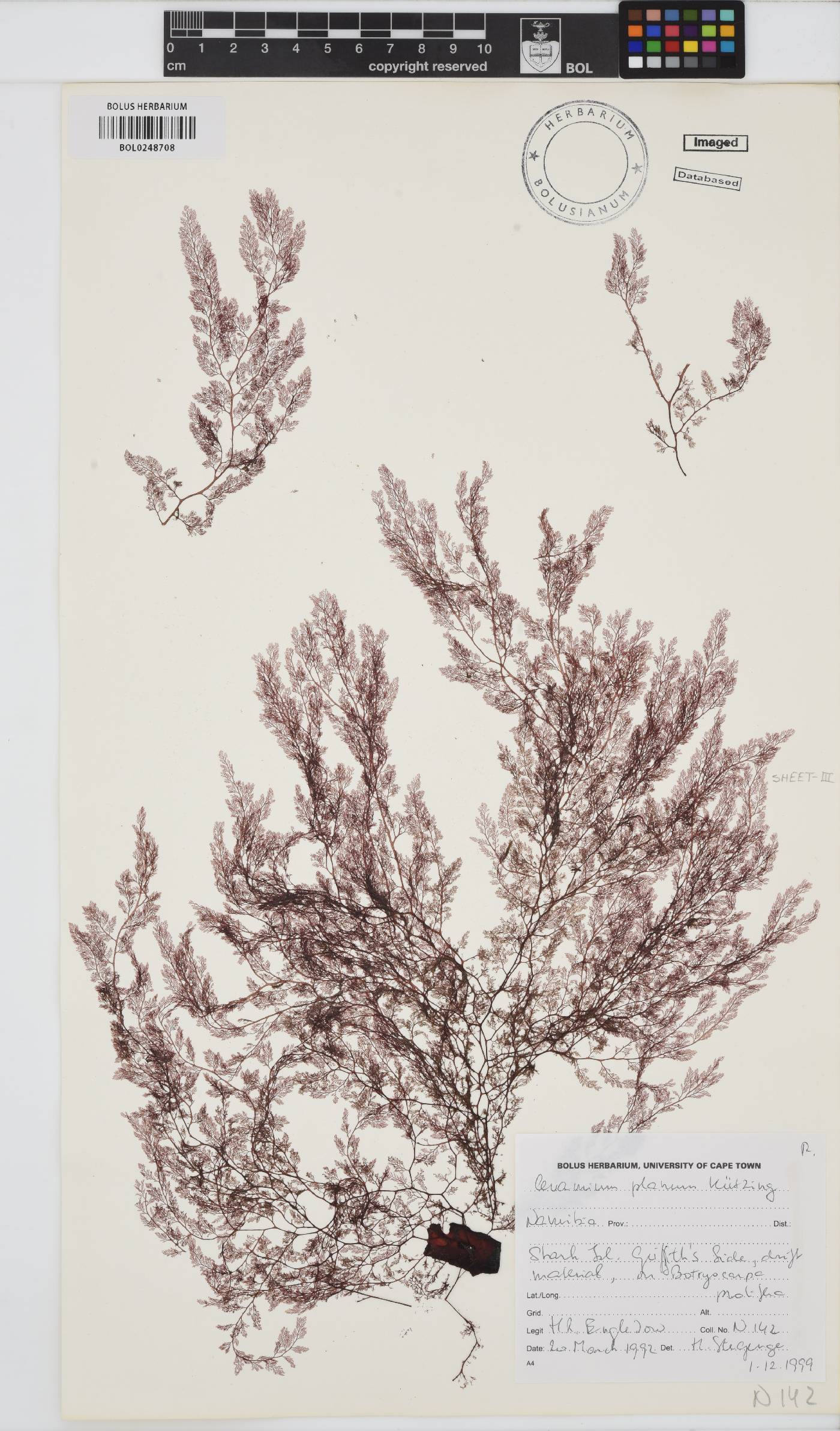 Pseudoceramium planum image