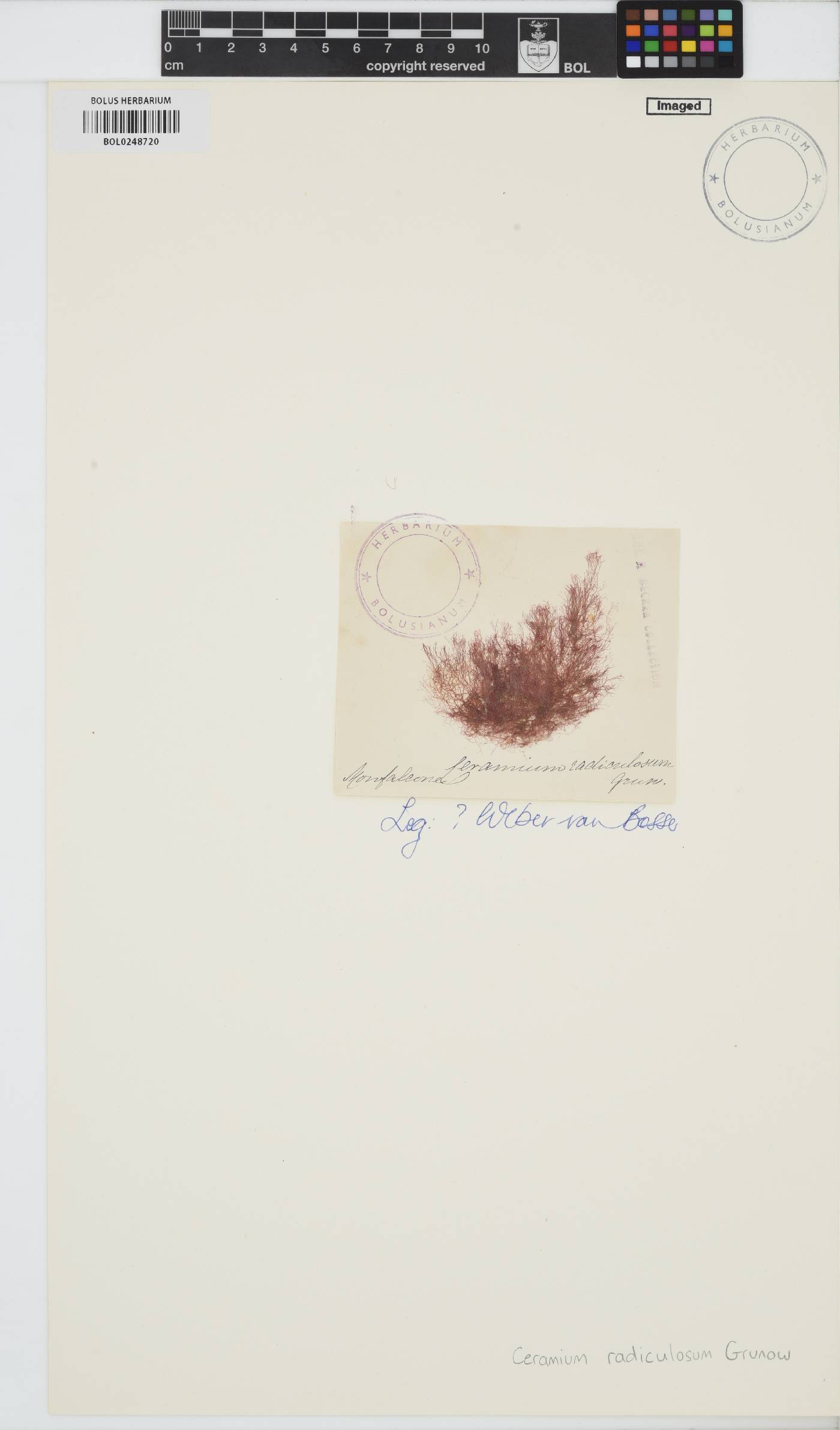Ceramium siliquosum var. elegans image