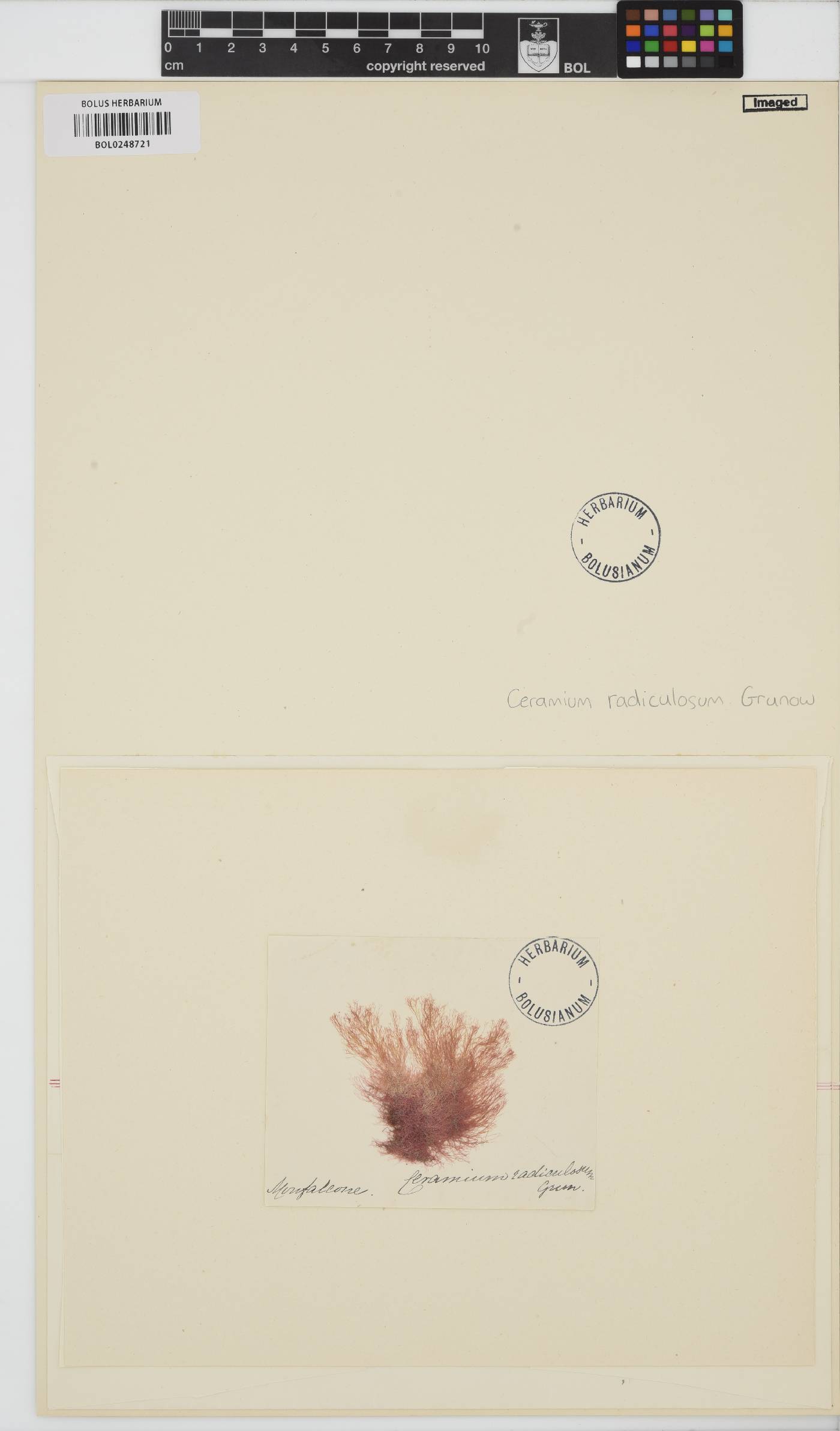Ceramium siliquosum image