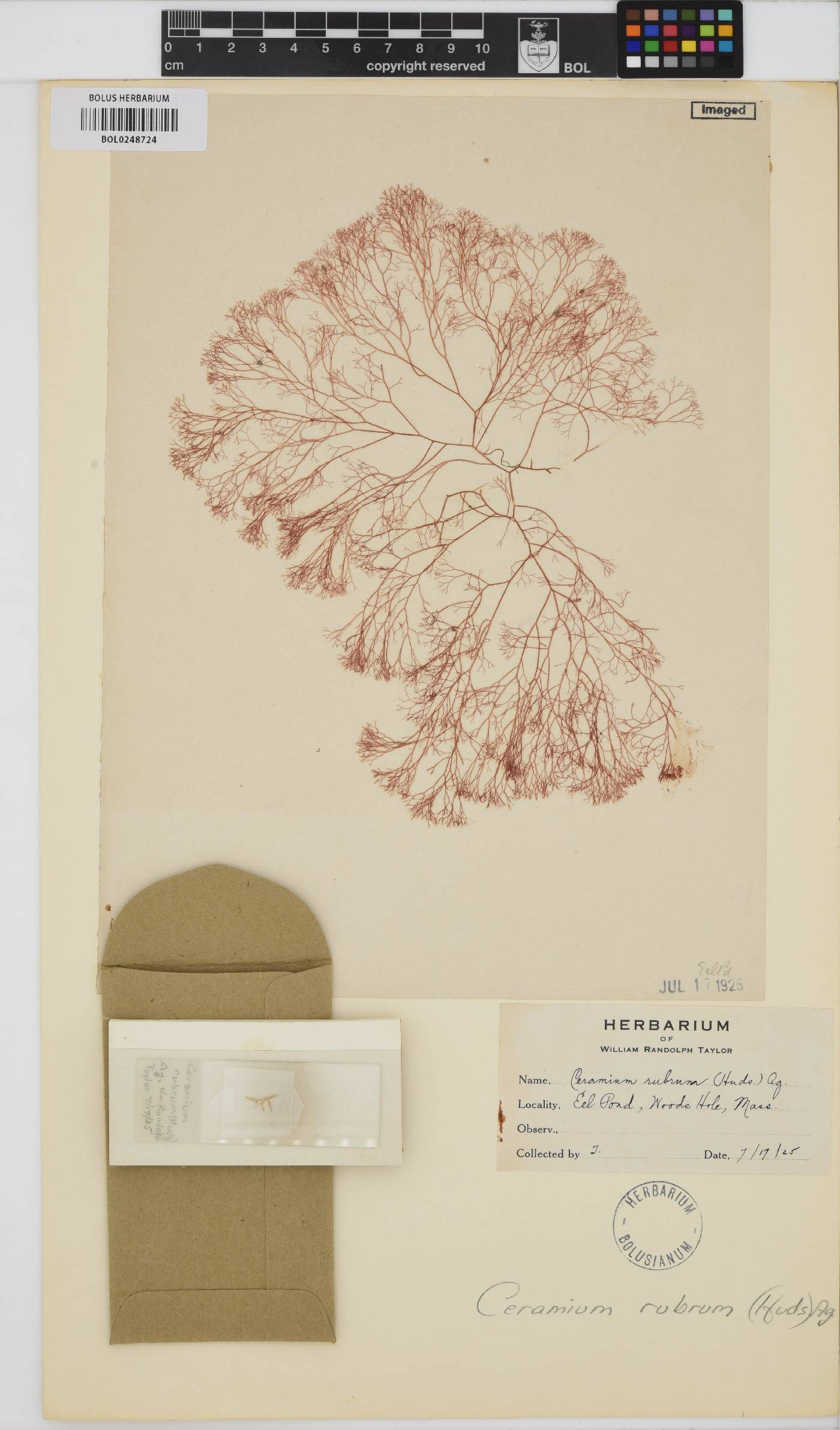 Ceramium virgatum image