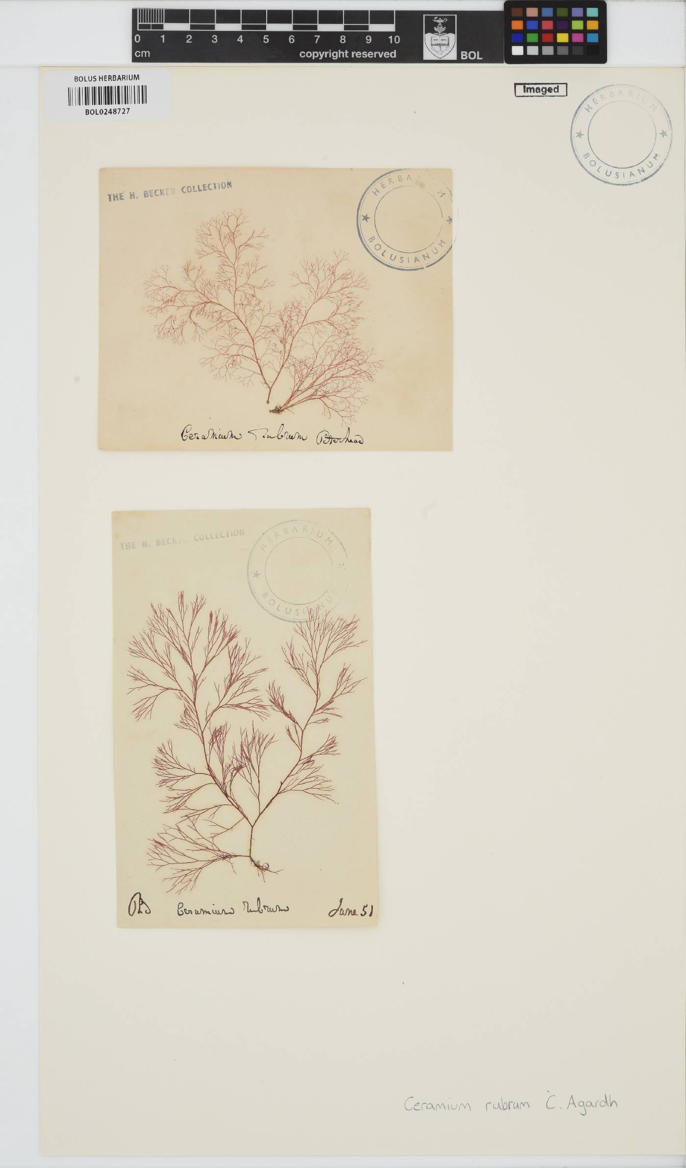Ceramium virgatum image