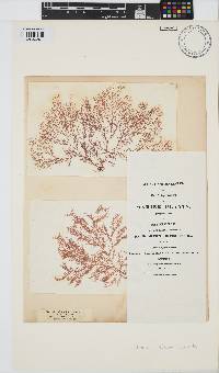 Ceramium virgatum image