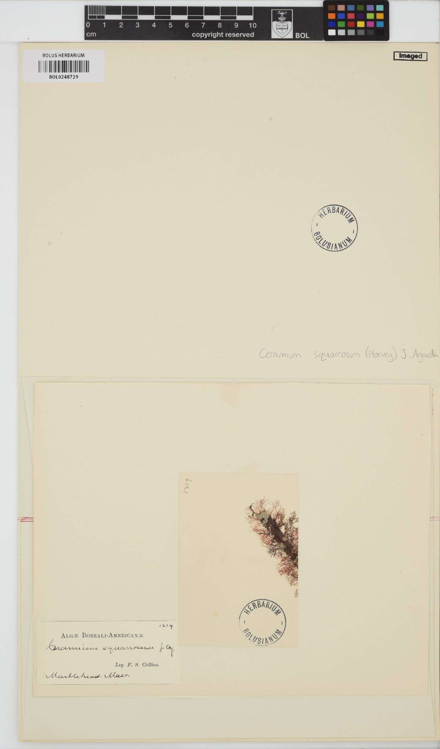Ceramium squarrosum image