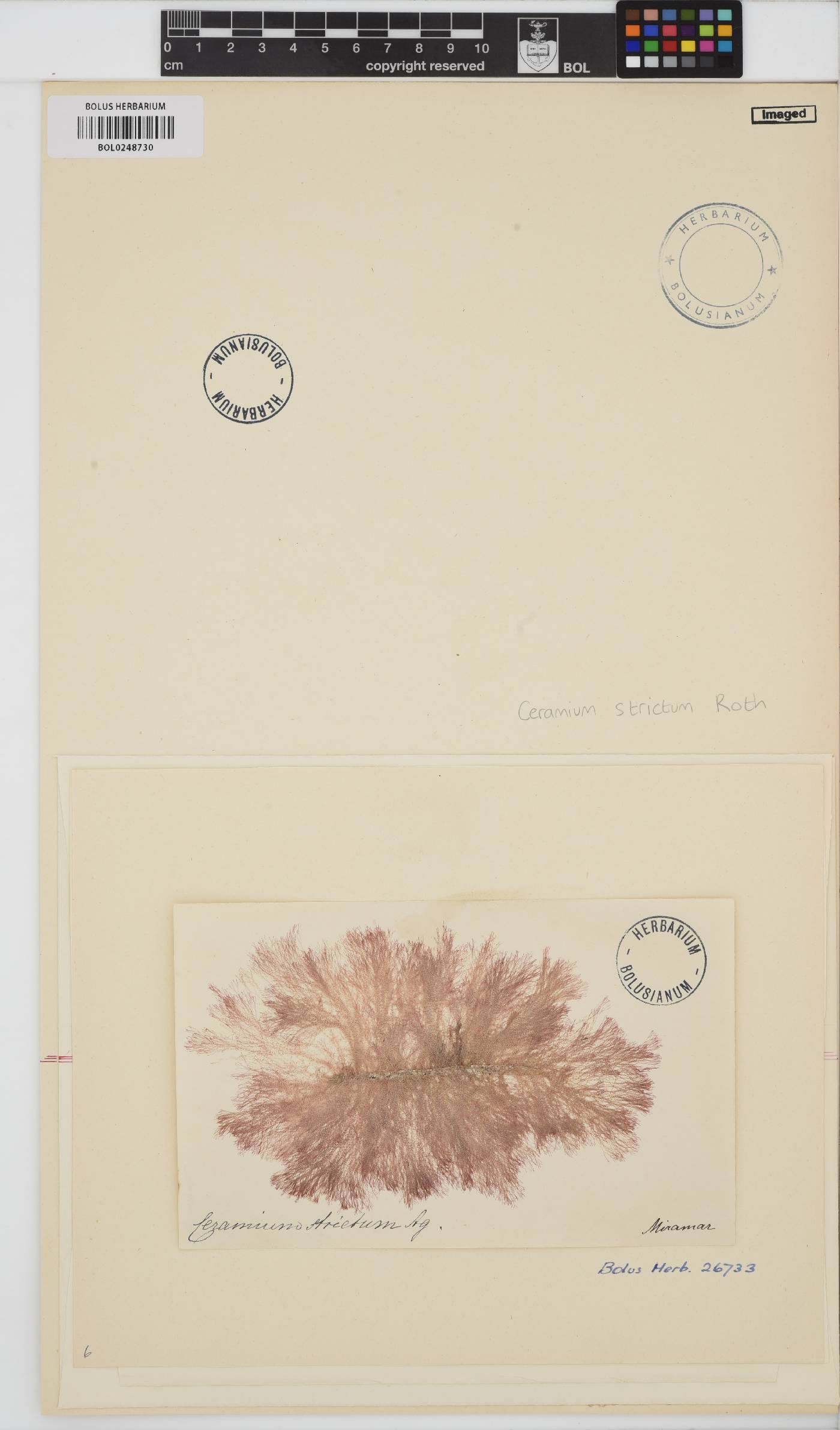 Ceramium strictum image