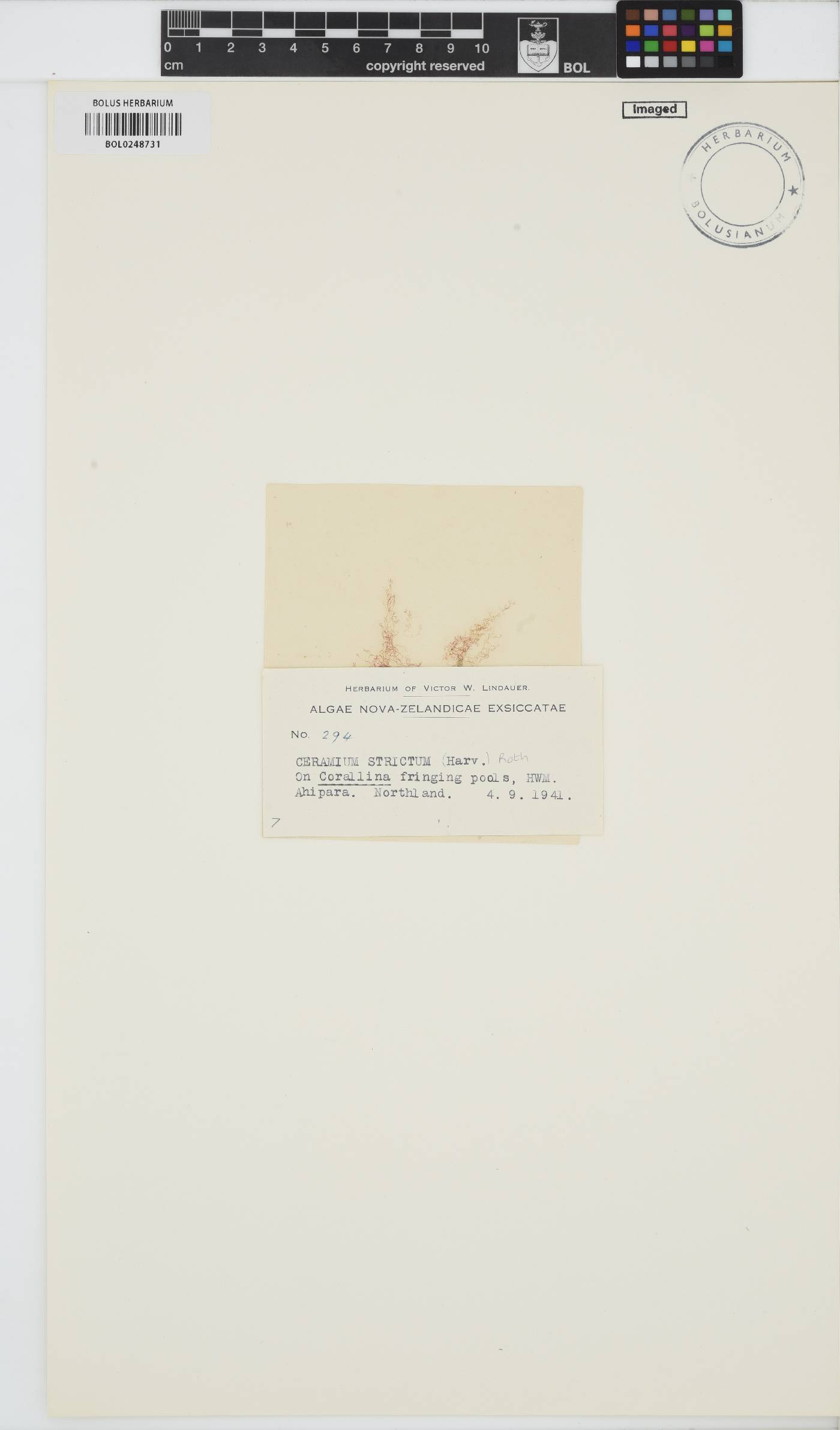 Ceramium strictum image