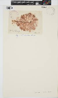 Ceramium strictum image