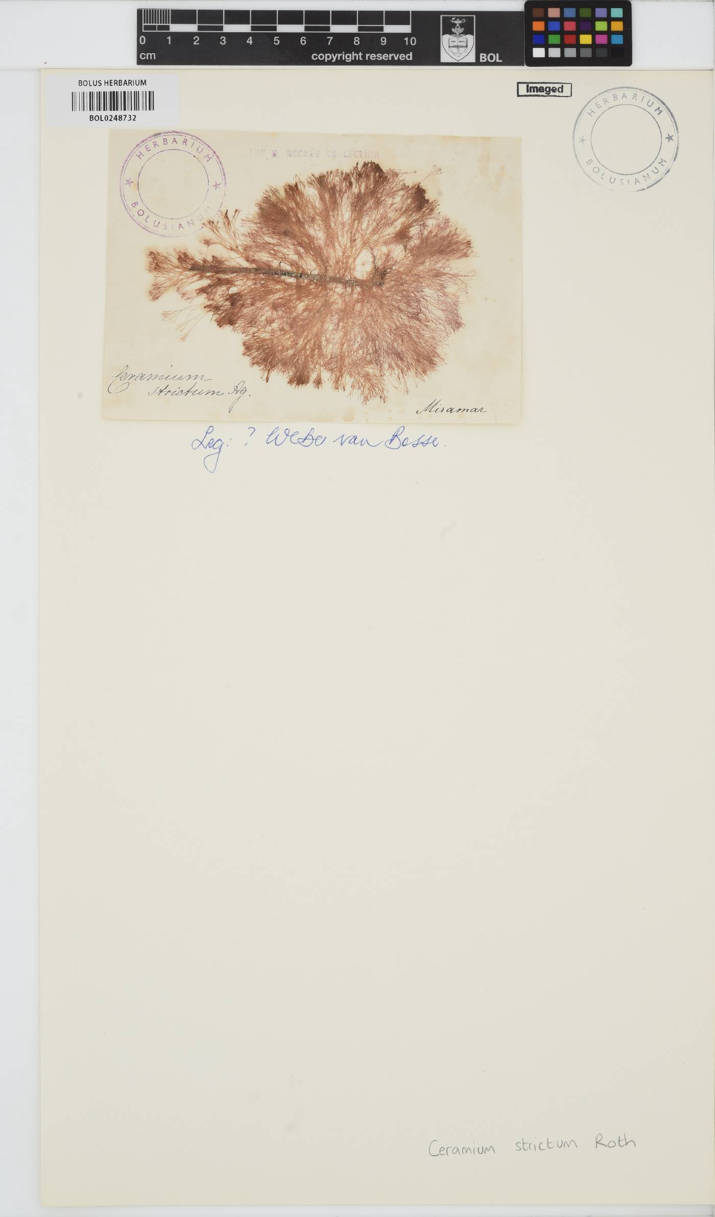 Ceramium strictum image
