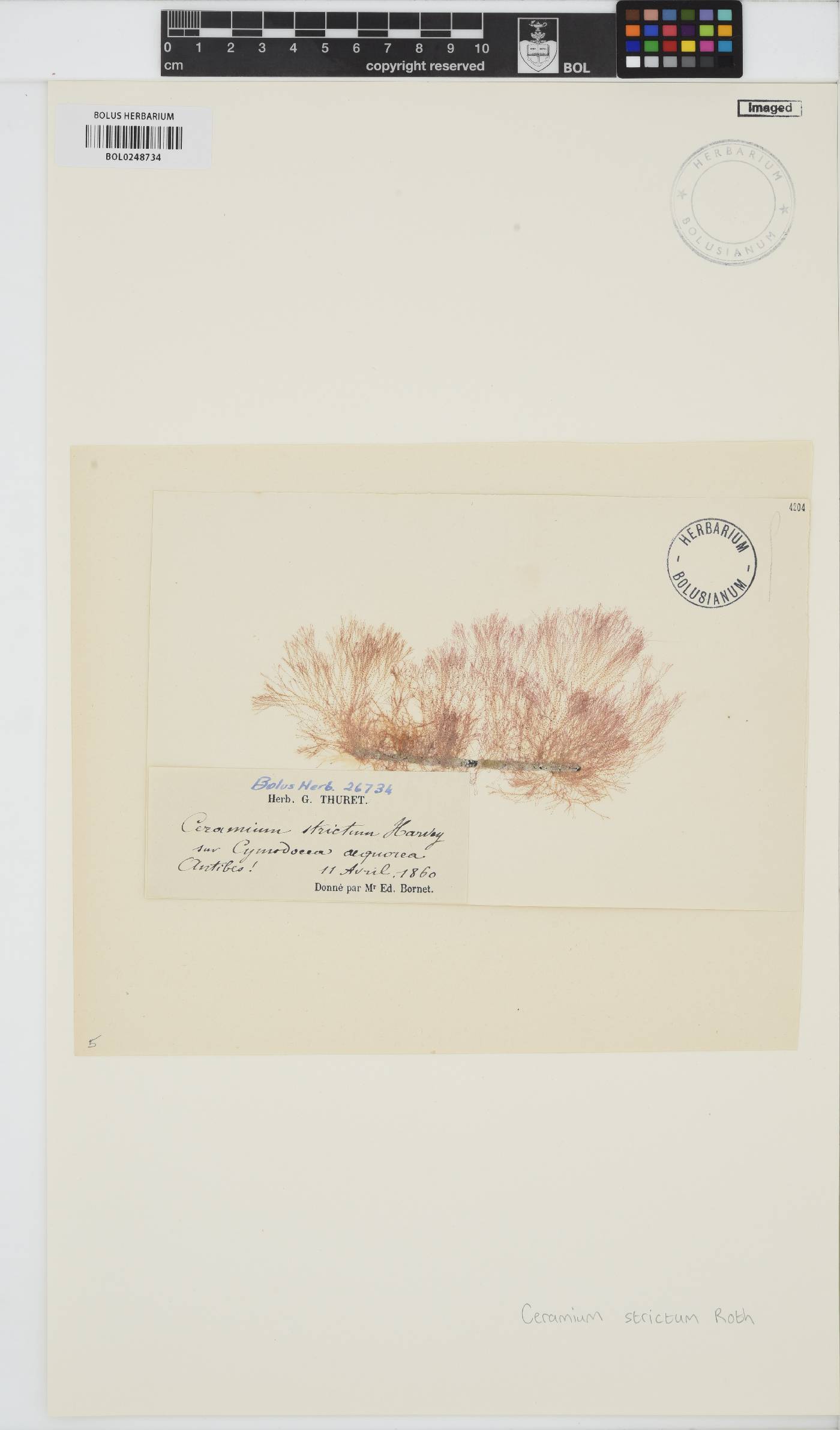 Ceramium strictum image