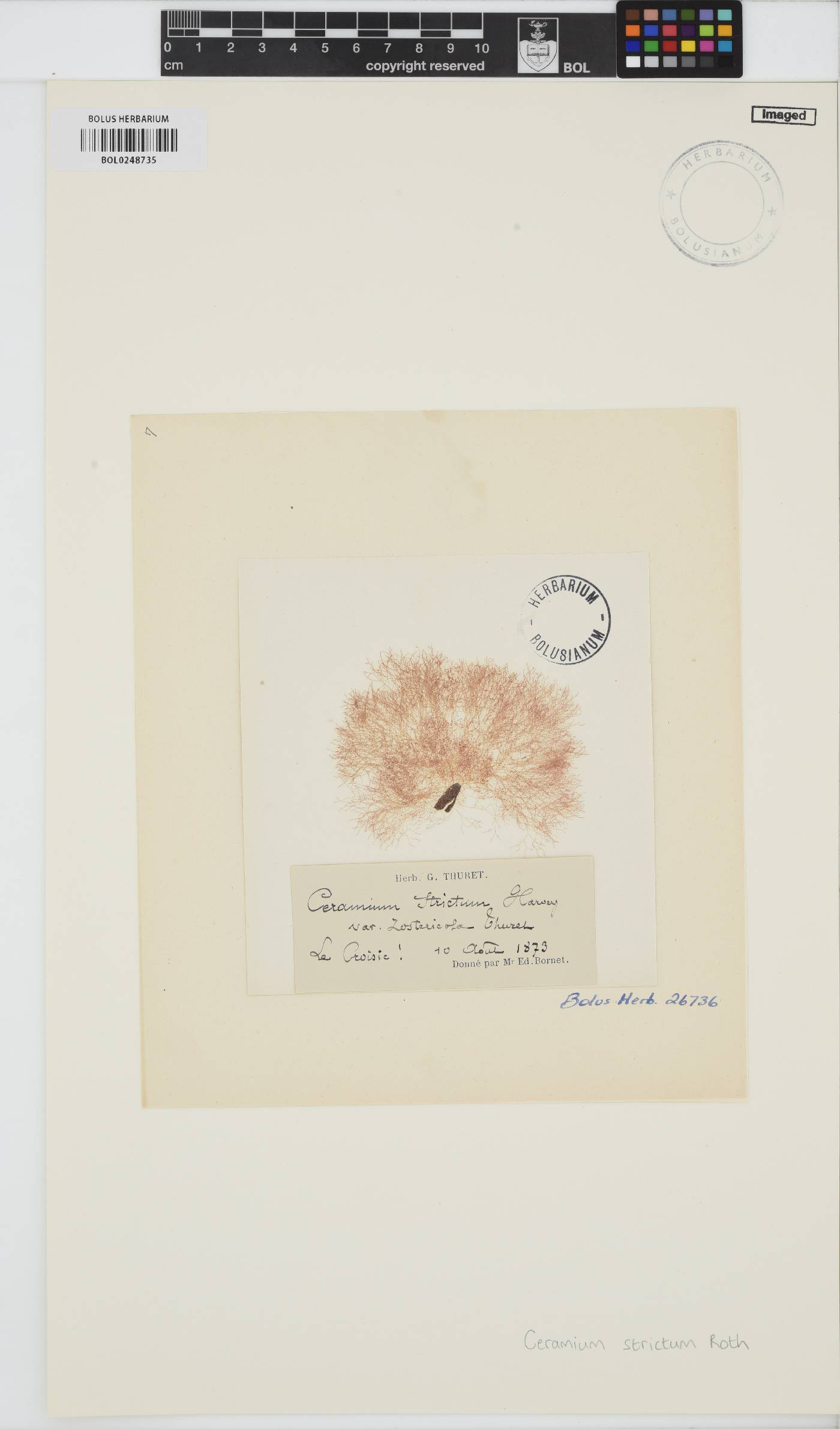 Ceramium strictum image