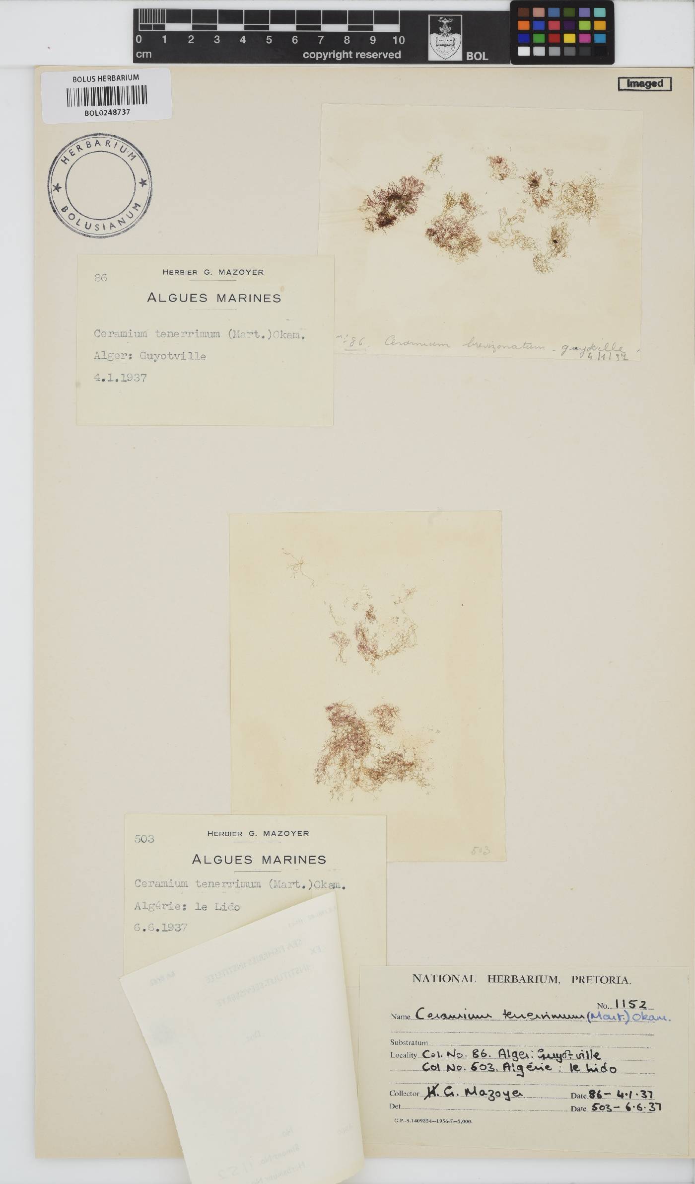 Pseudoceramium tenerrimum image