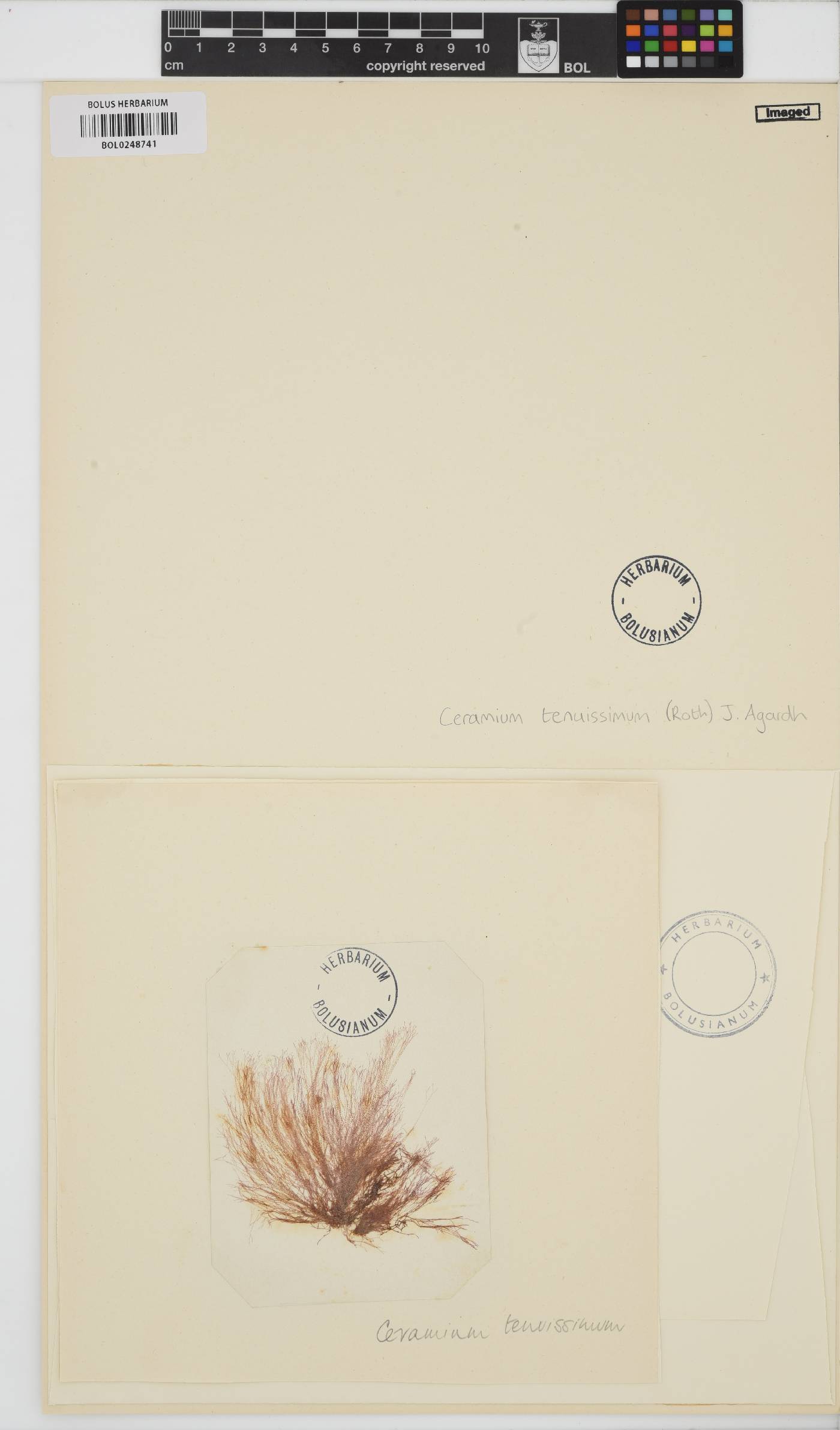 Ceramium diaphanum image