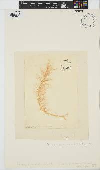 Ceramium diaphanum image