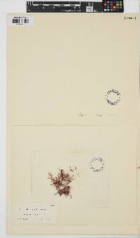 Ceramium deslongchampsii image