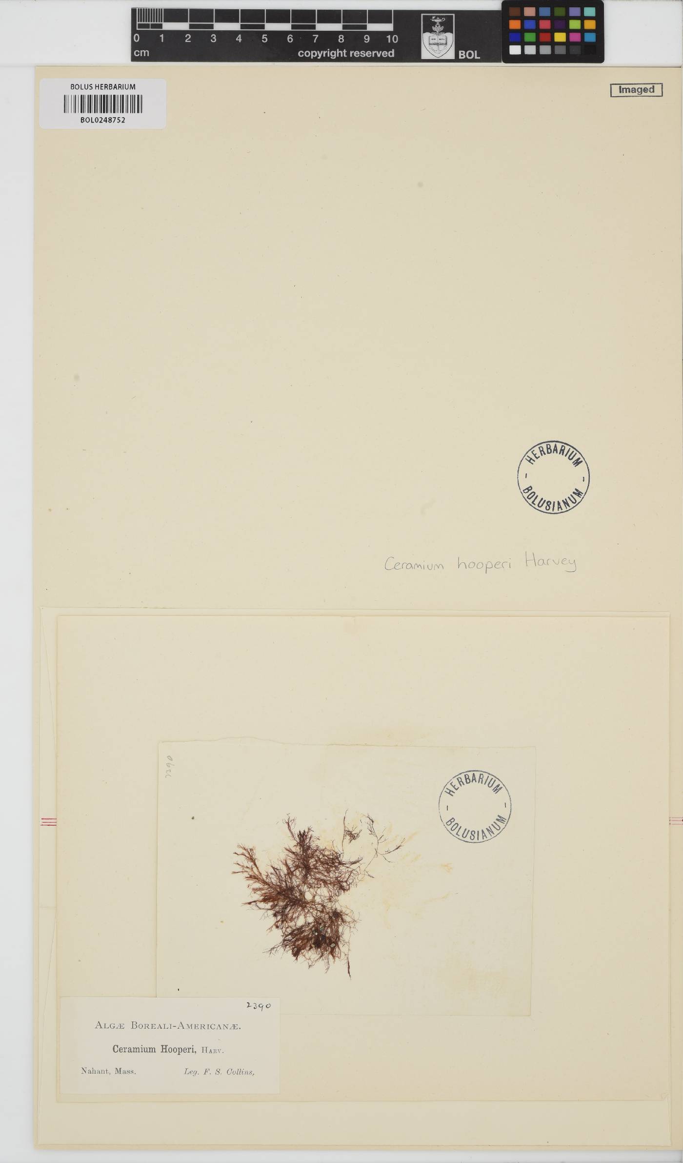 Ceramium deslongchampsii var. hooperi image