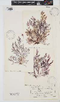 Image of Campylaephora kondoi