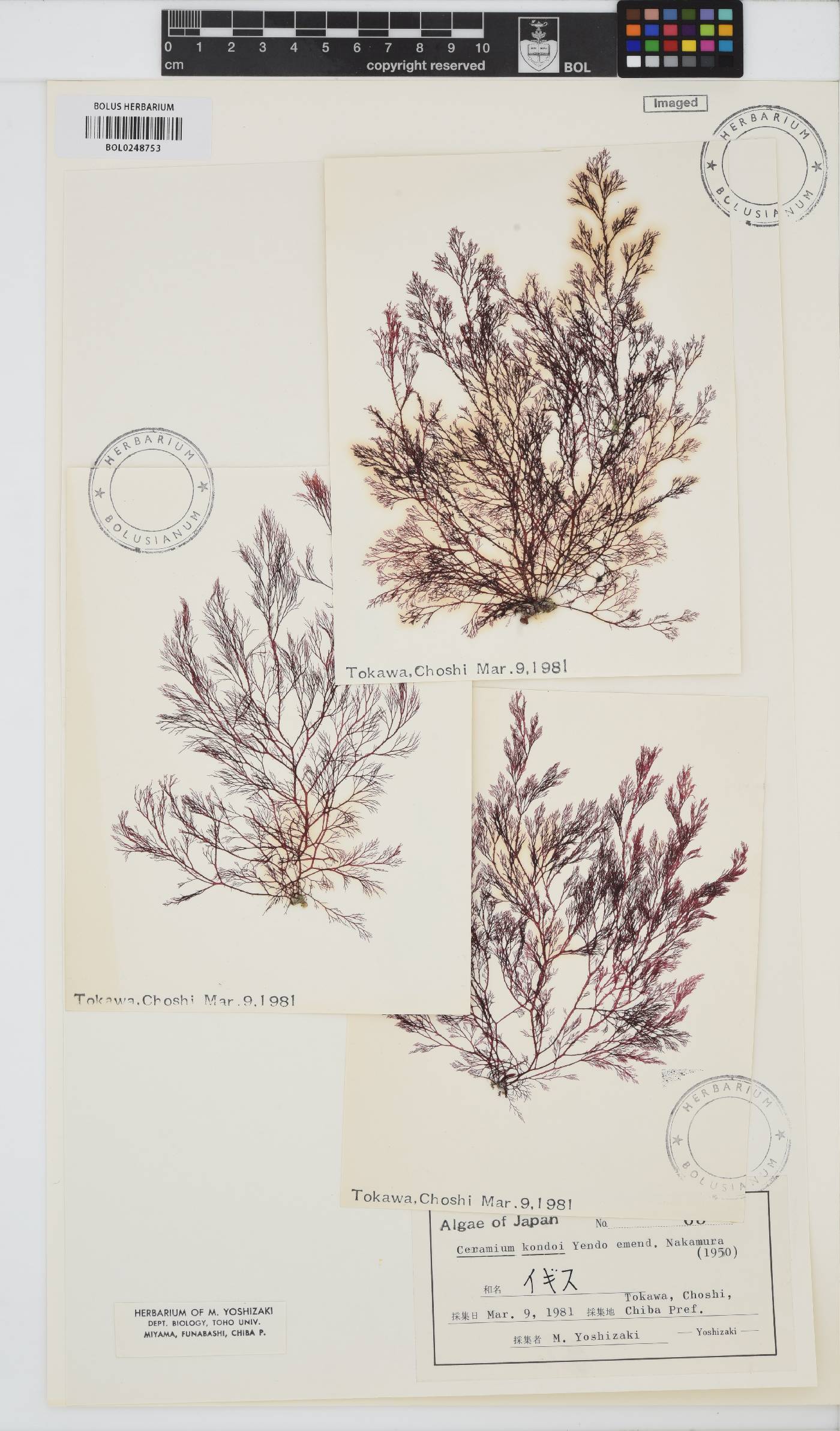 Campylaephora kondoi image