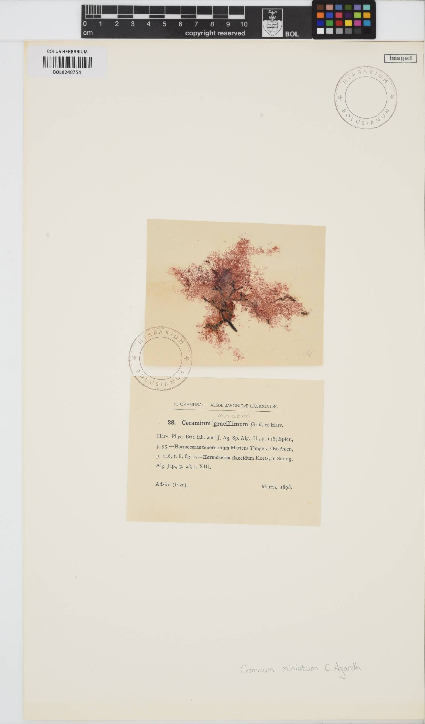 Pleonosporium borreri image
