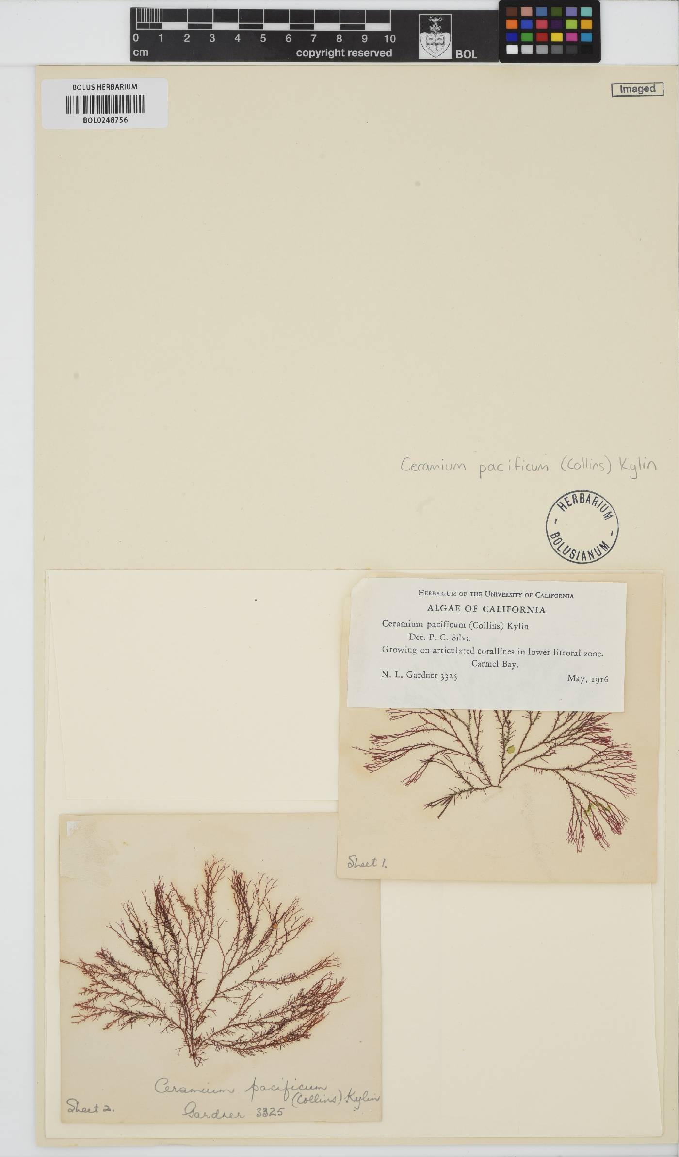 Ceramothamnion pacificum image