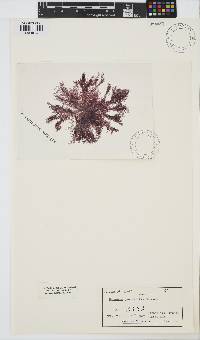 Image of Pseudoceramium paniculatum