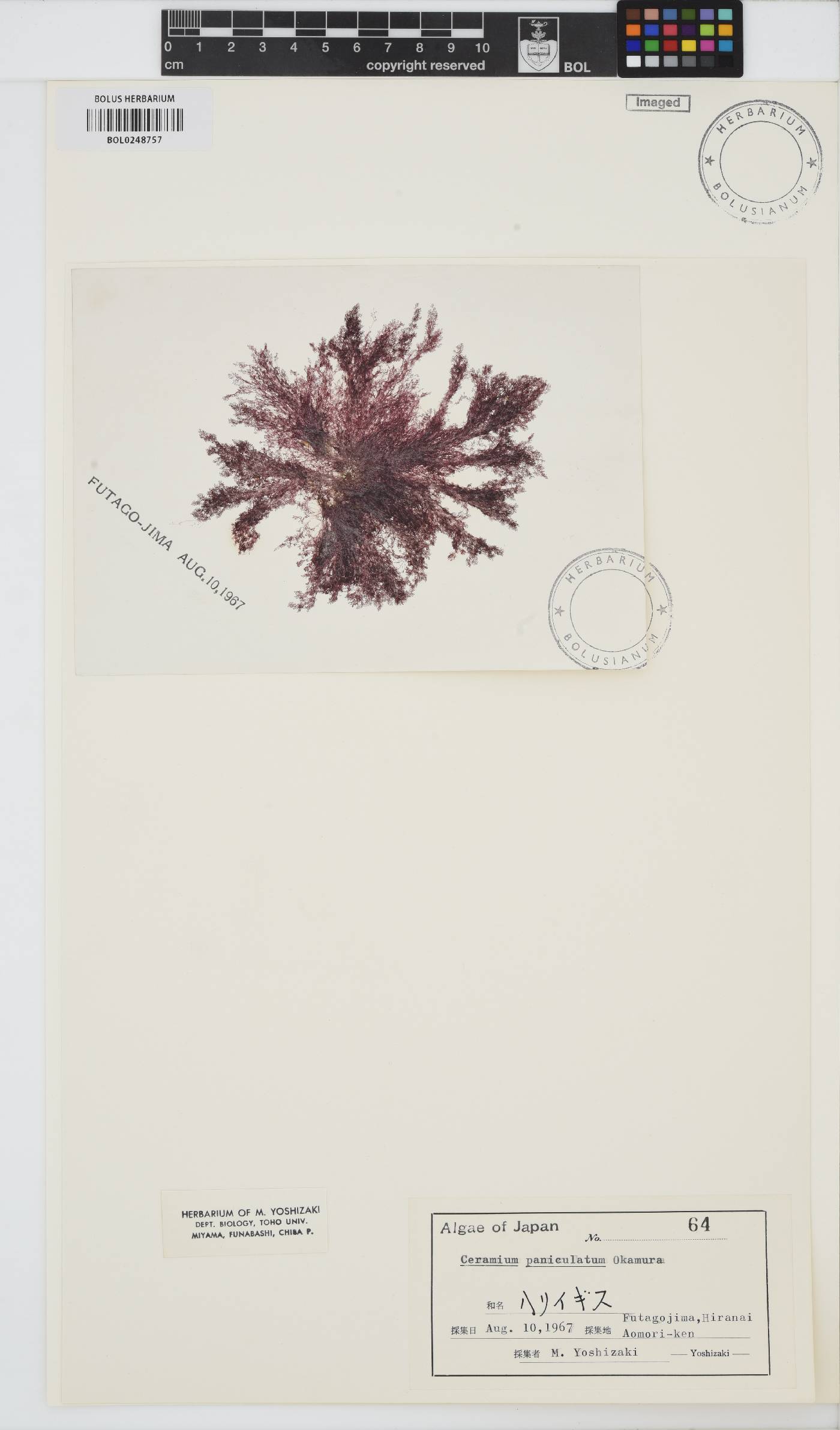 Pseudoceramium paniculatum image
