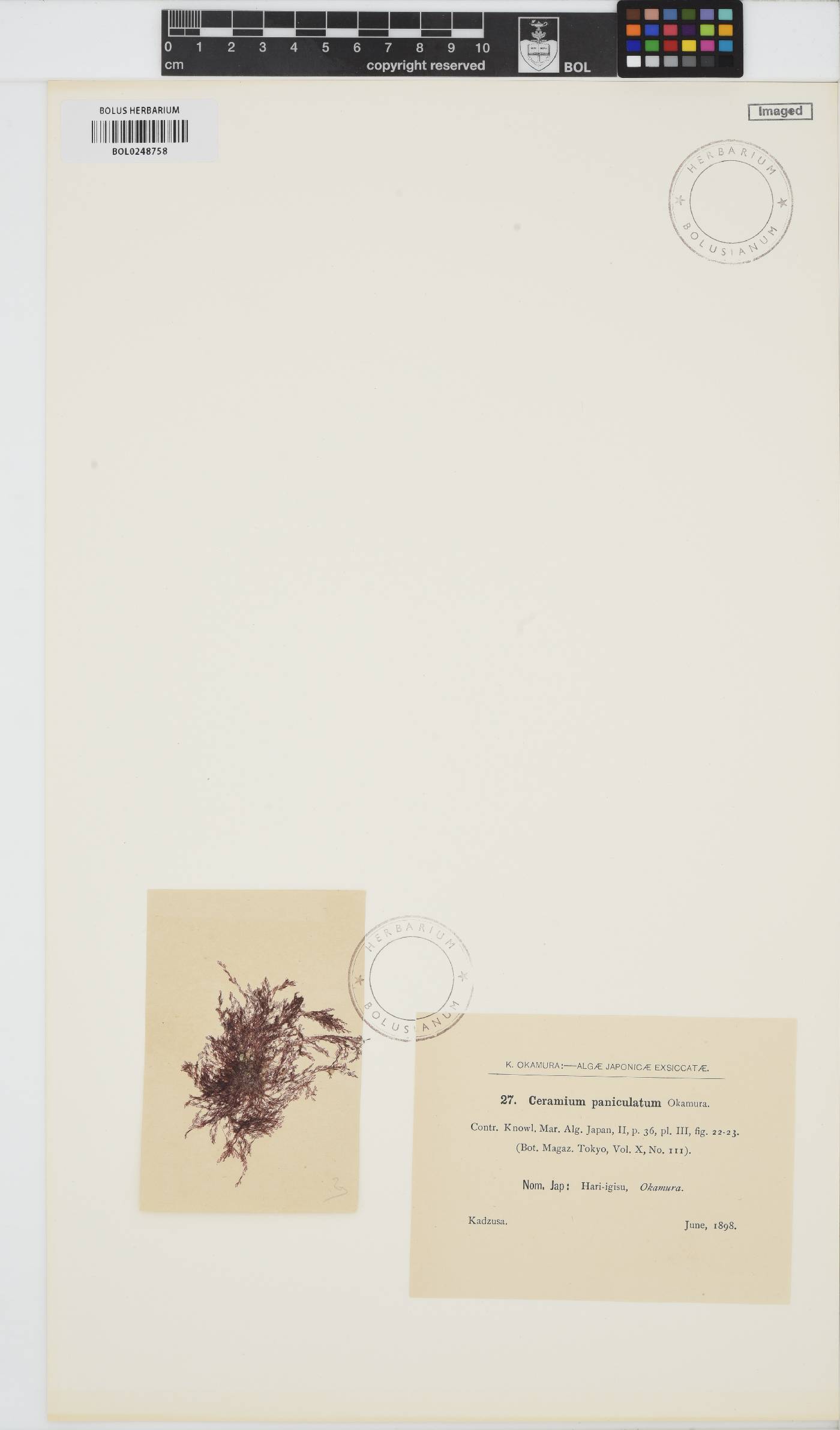 Pseudoceramium paniculatum image