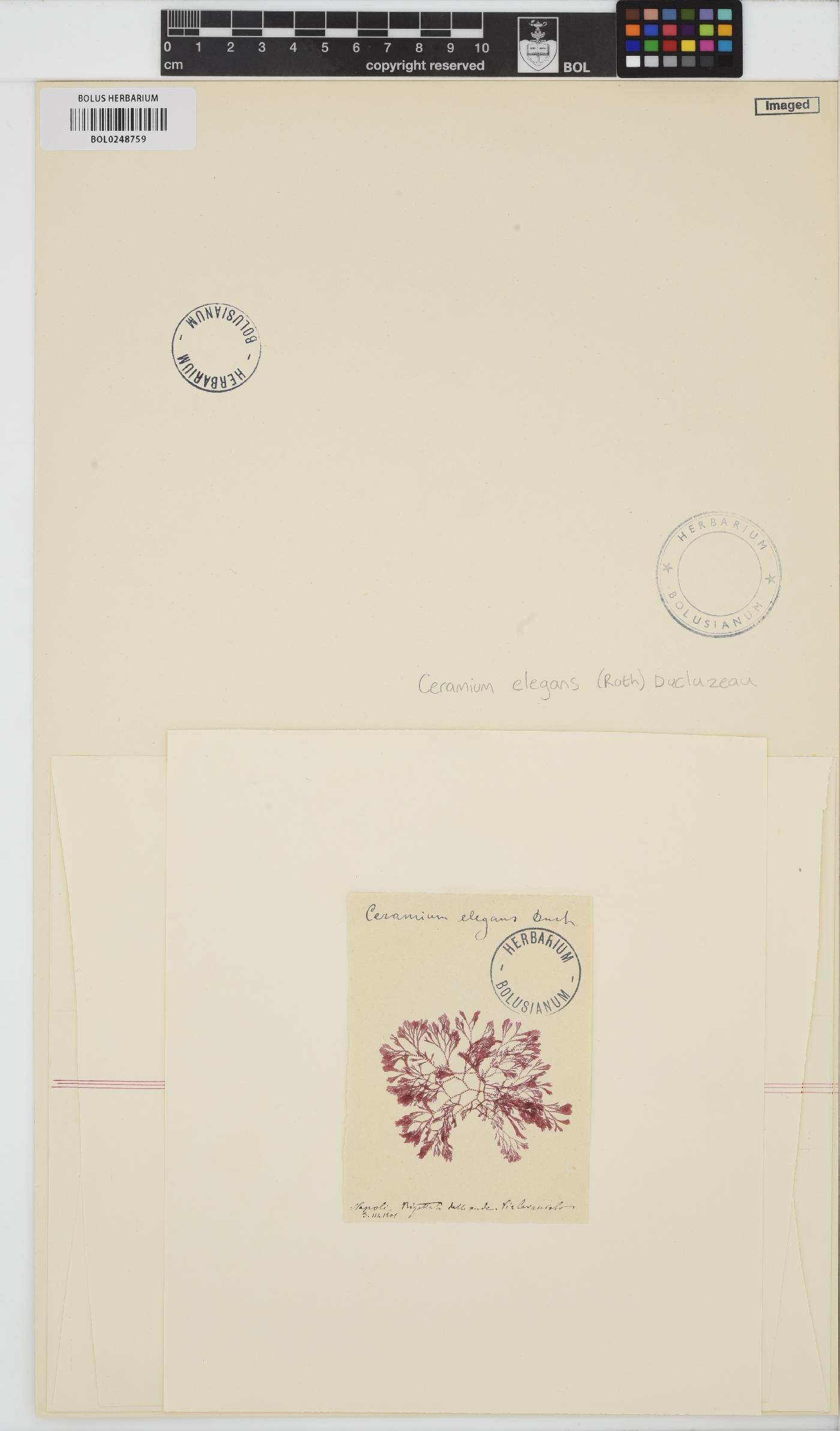 Ceramium siliquosum var. elegans image