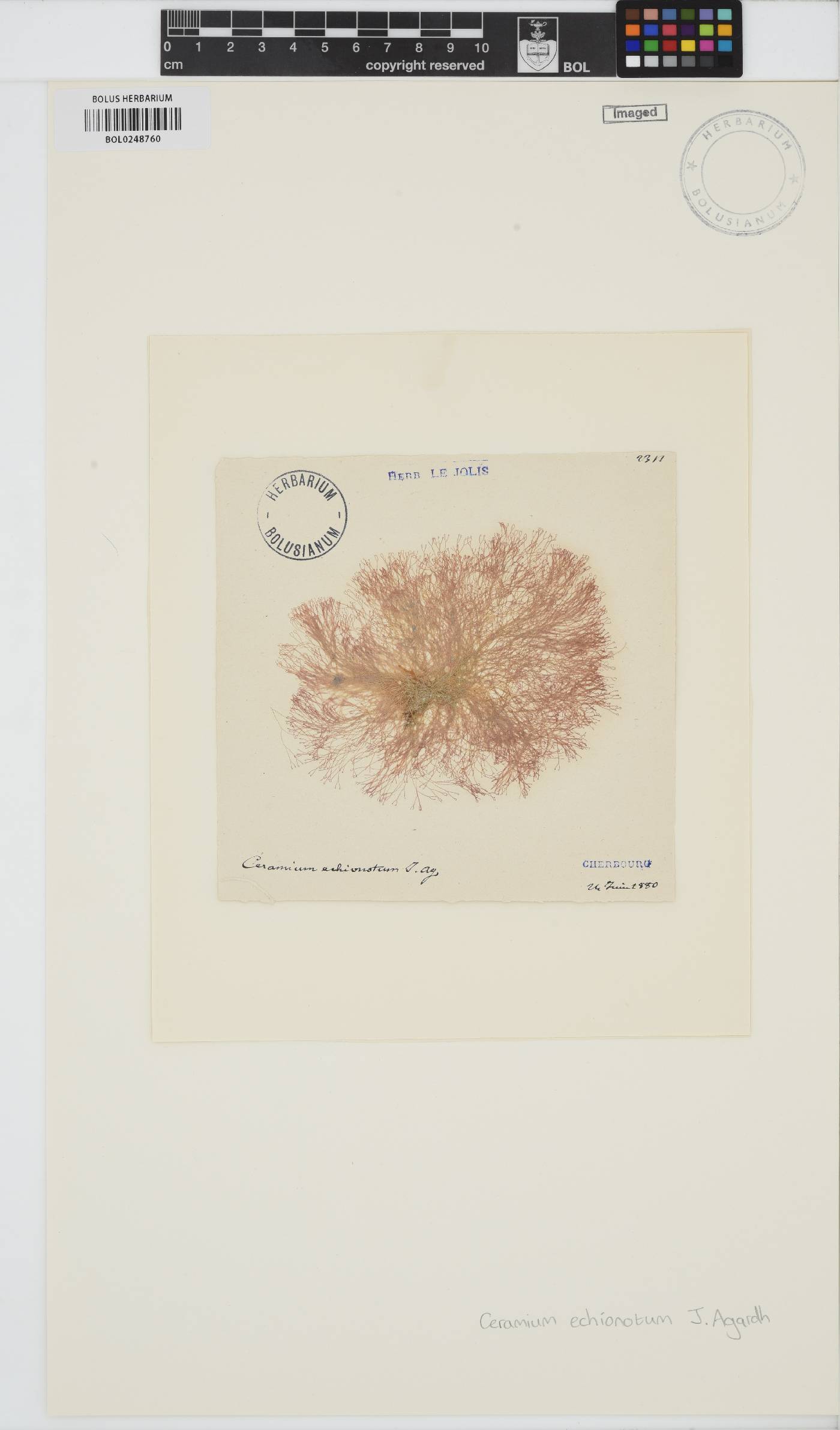 Ceramium echionotum image
