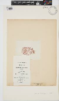 Image of Vertebrata lanosa